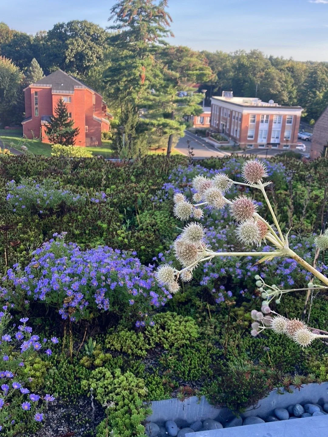   Biodiverse planting promotes a more resilient roof and reduces long-term maintenance inputs. (L): Sedum kamtschaticum (R): Aster and Rattlesnake Master are top-performing plants for biodiversity.  