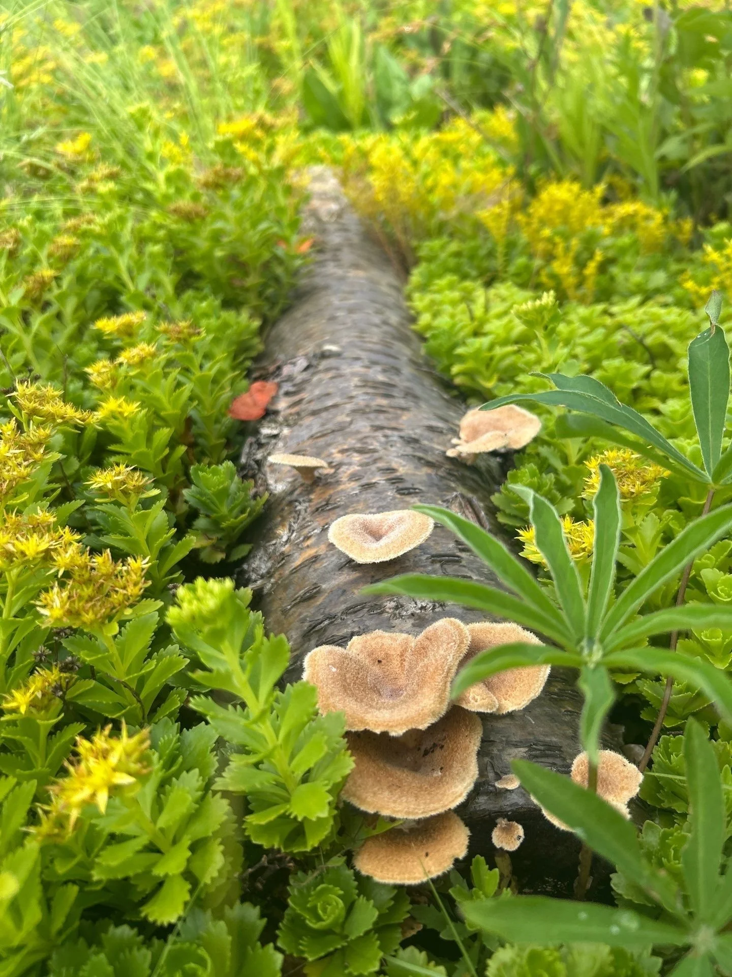   Biodiverse planting promotes a more resilient roof and reduces long-term maintenance inputs. (L): Sedum kamtschaticum (R): Aster and Rattlesnake Master are top-performing plants for biodiversity.  