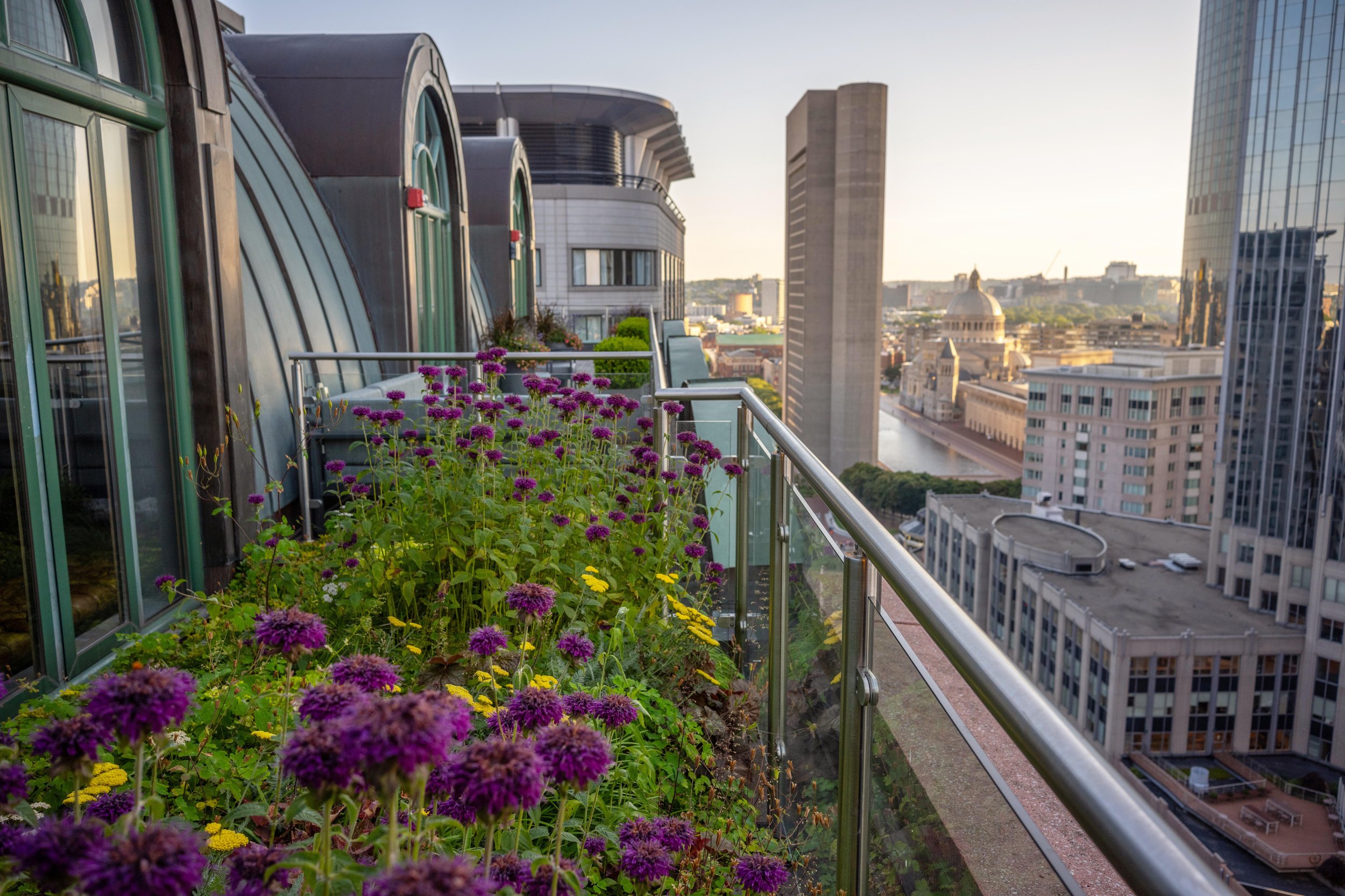 Five Reasons Proactive Green Roof Maintenance Saves Time, Reduces Costs, and Delivers Long-Term Value