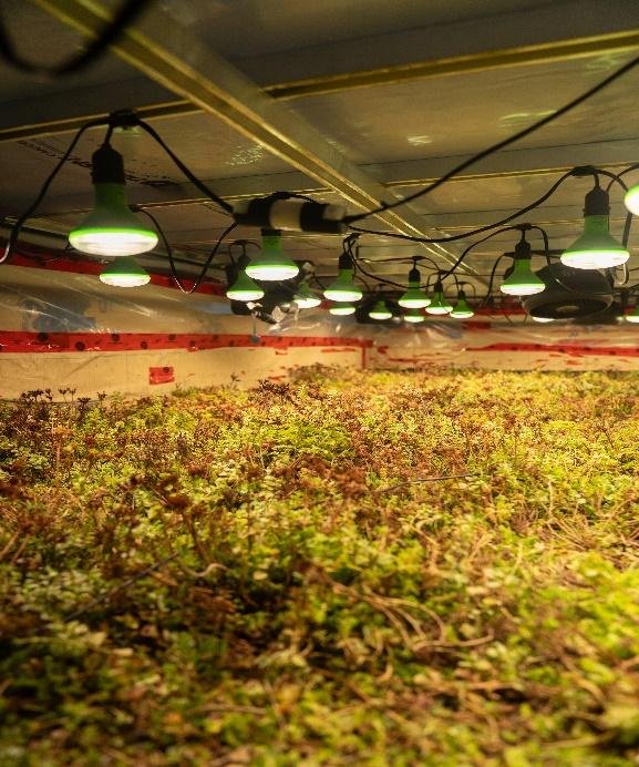 Nature-Based Roofing Assemblies for Flood Mitigation in Canadian Cities