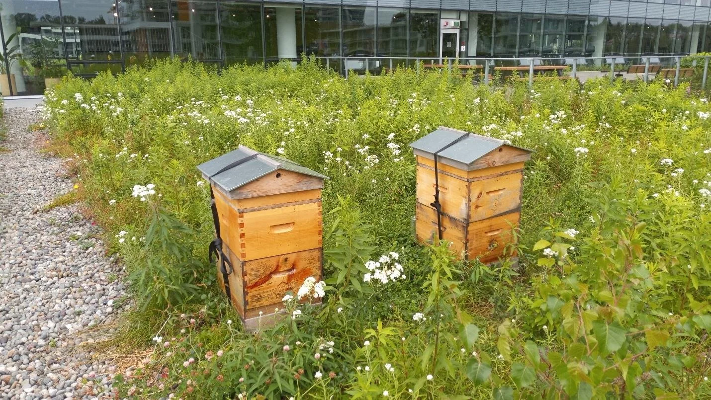 How Green Roofs Impact Vancouver’s Updated Rainwater Criteria