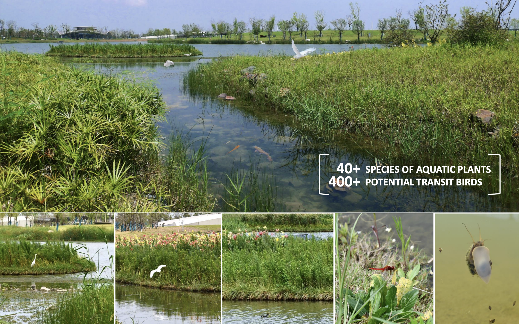 Sponge Cities and Nature-Based Stormwater Management