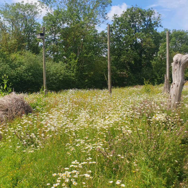 Before Green Roofs, There Were Ant Hills&nbsp;