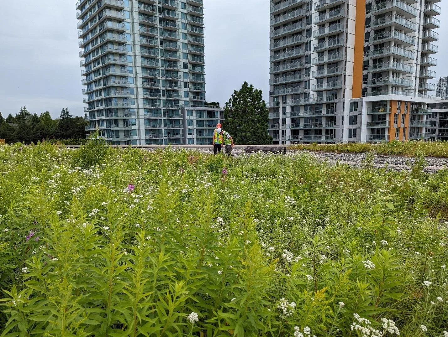 Canadian Standards Association and Green Roof Industry Developing Best Practices Standard (CSA A123.28)