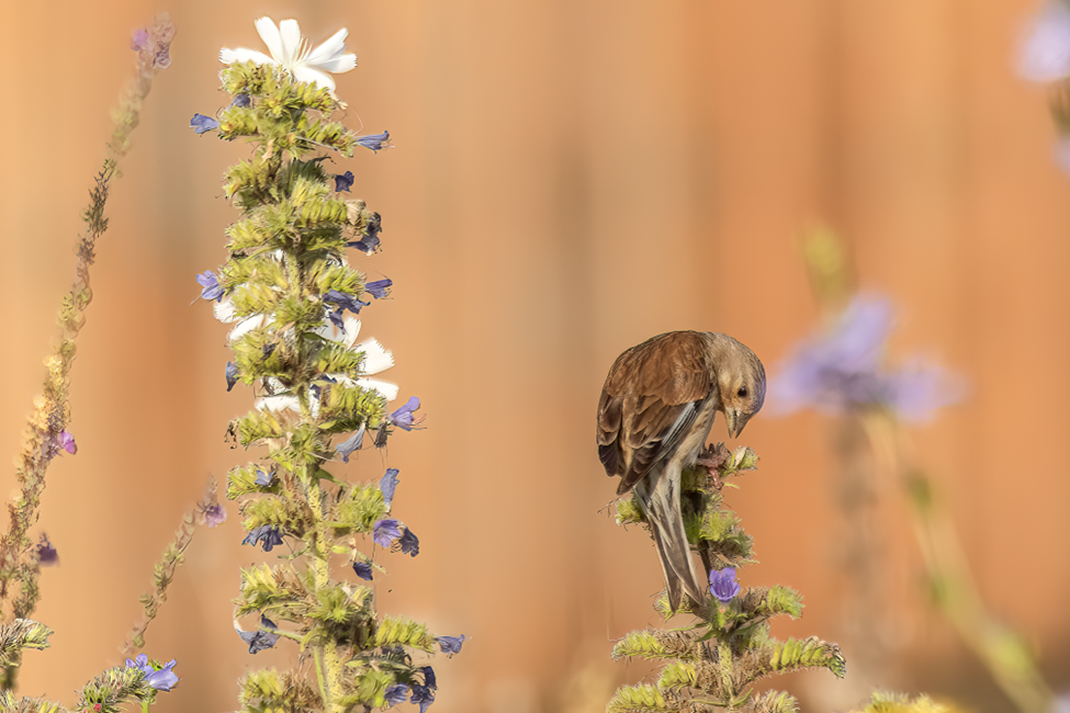 Picture of Recovering Green Roofs to Feed Native Birds | Bruce Dvorak