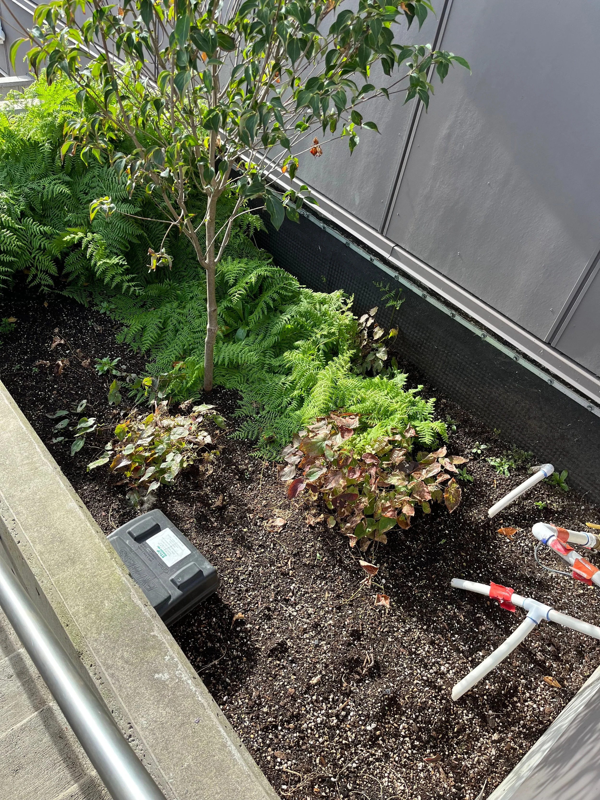 Planting soil, not growing media installed, Settled Planting Soil leaves exposed tree roots and a floating planter drain that doesn't function as designed.