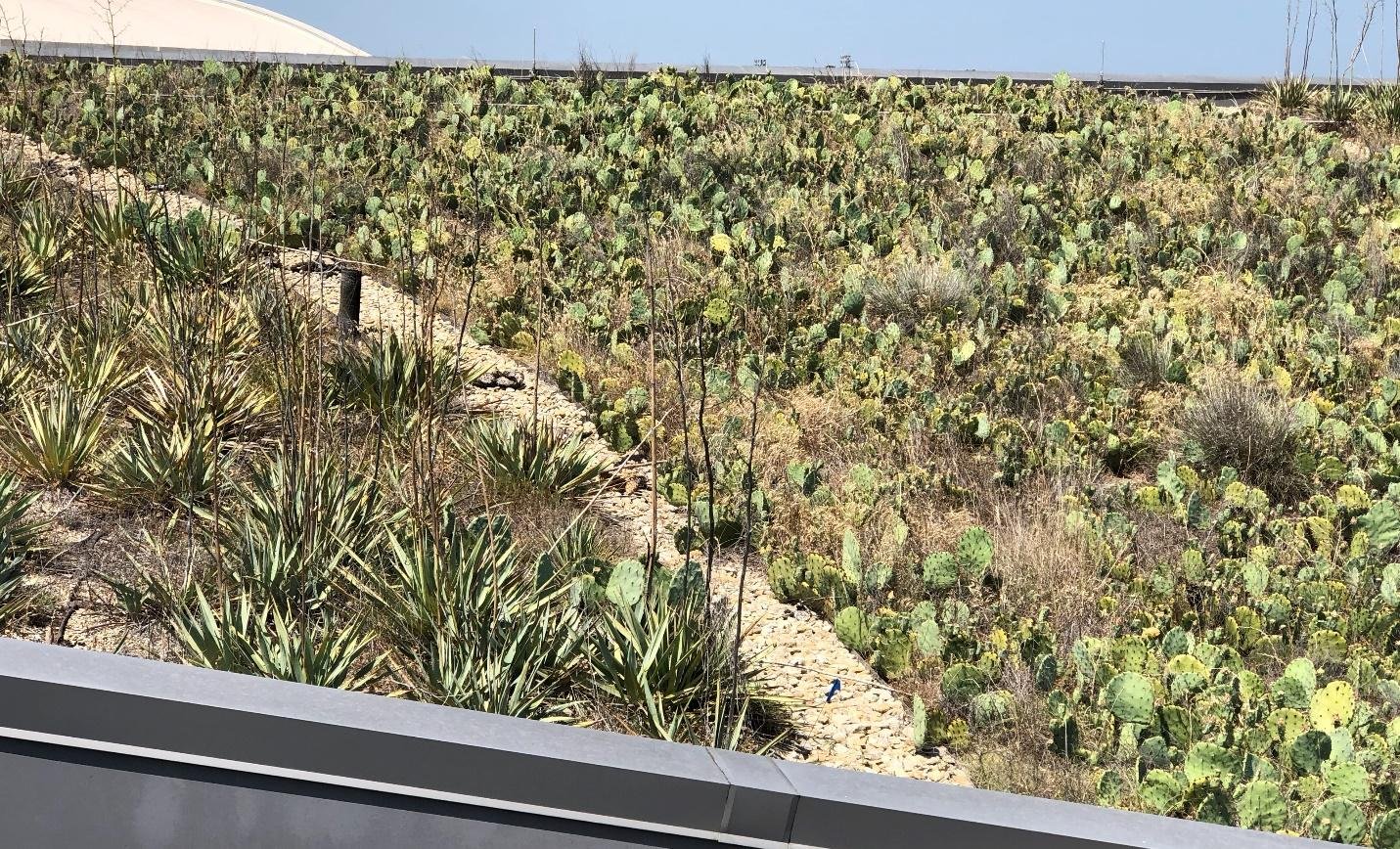 Stunning Drought-Resistant Plants For Green Roofs image