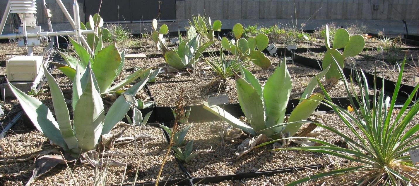 Picture of Planting Green Roofs For Extreme Heat and Drought | Bruce Dvorak