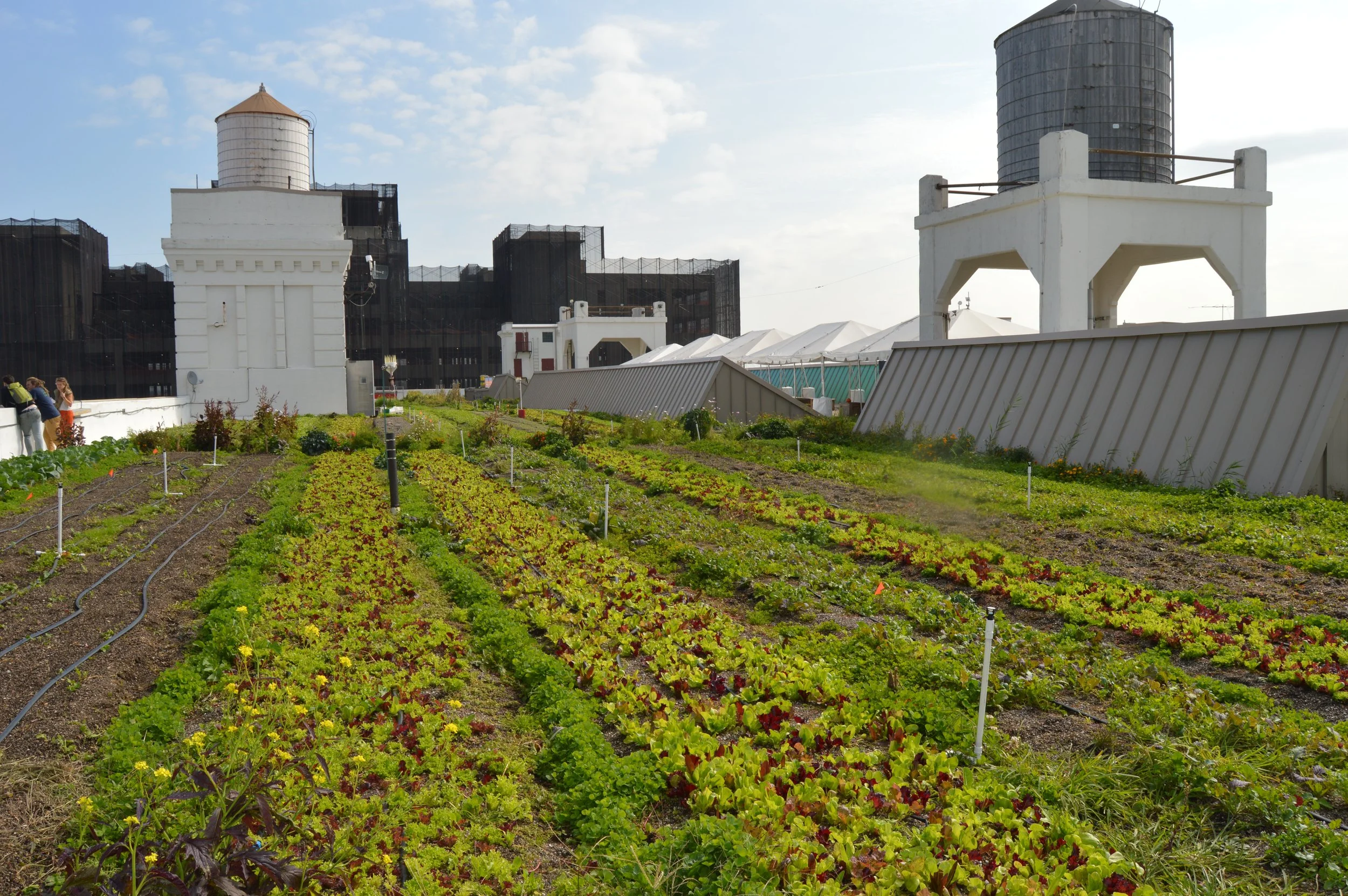Picking the Right Green Roof Media for Urban Agriculture