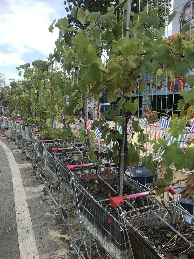 Repurposed supermarket shopping carts filled with soil support a growing grapevine in Vienna.