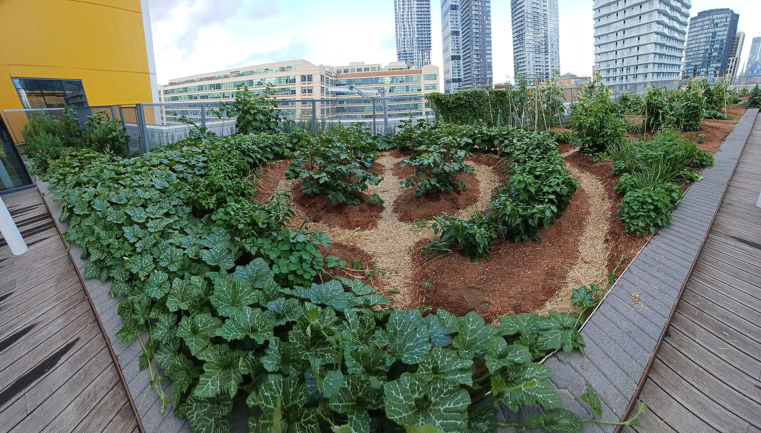 Rooftop Farm Living Lab Research Takes Root at the Urban Farm at TMU