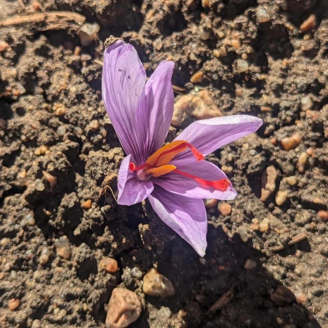 Saffron Flowering at CSU Spur in Denver, Colorado 2024, Photo Courtesy of Reece L. Bailey