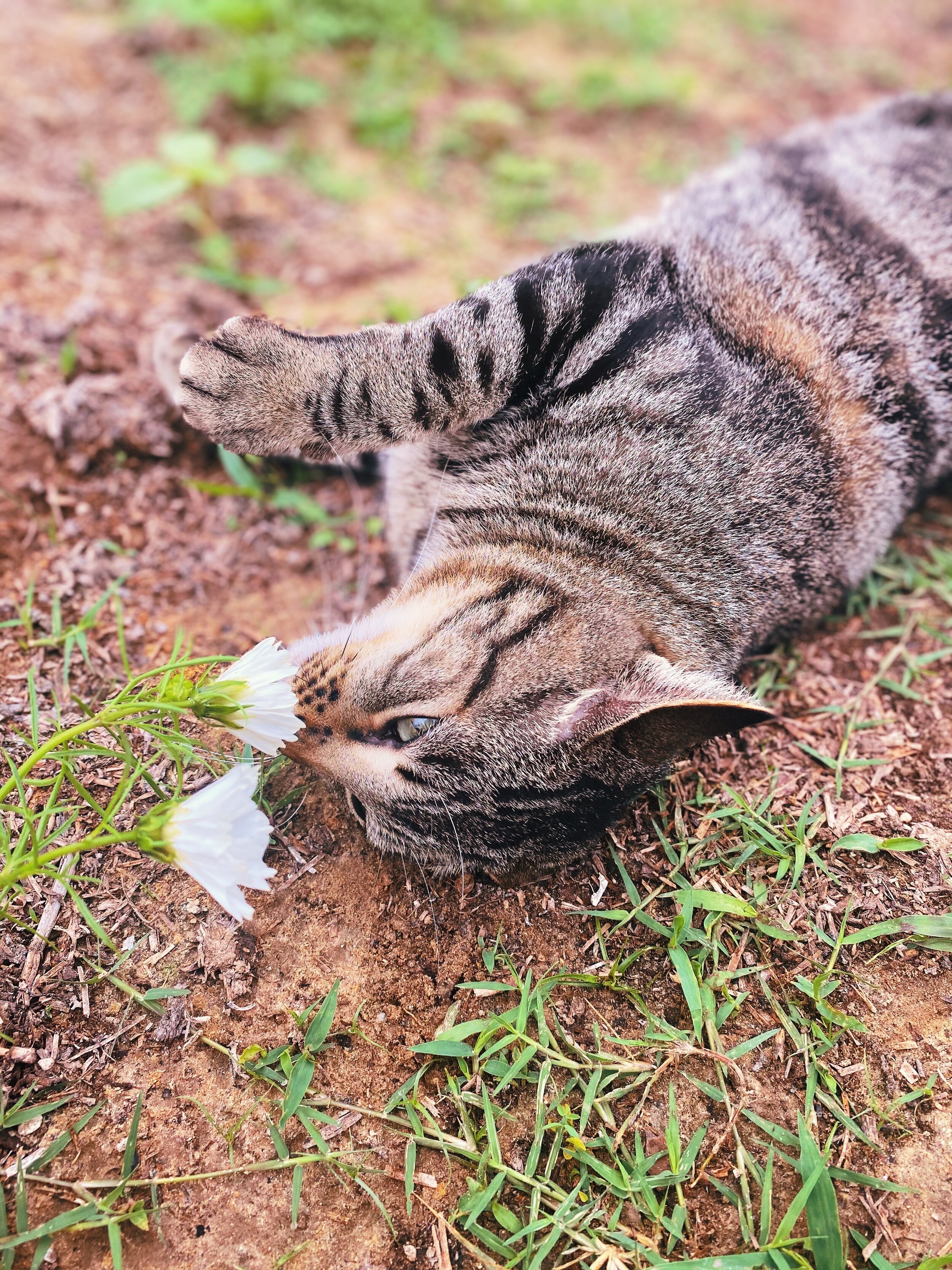 Kitty smelling the cosmos