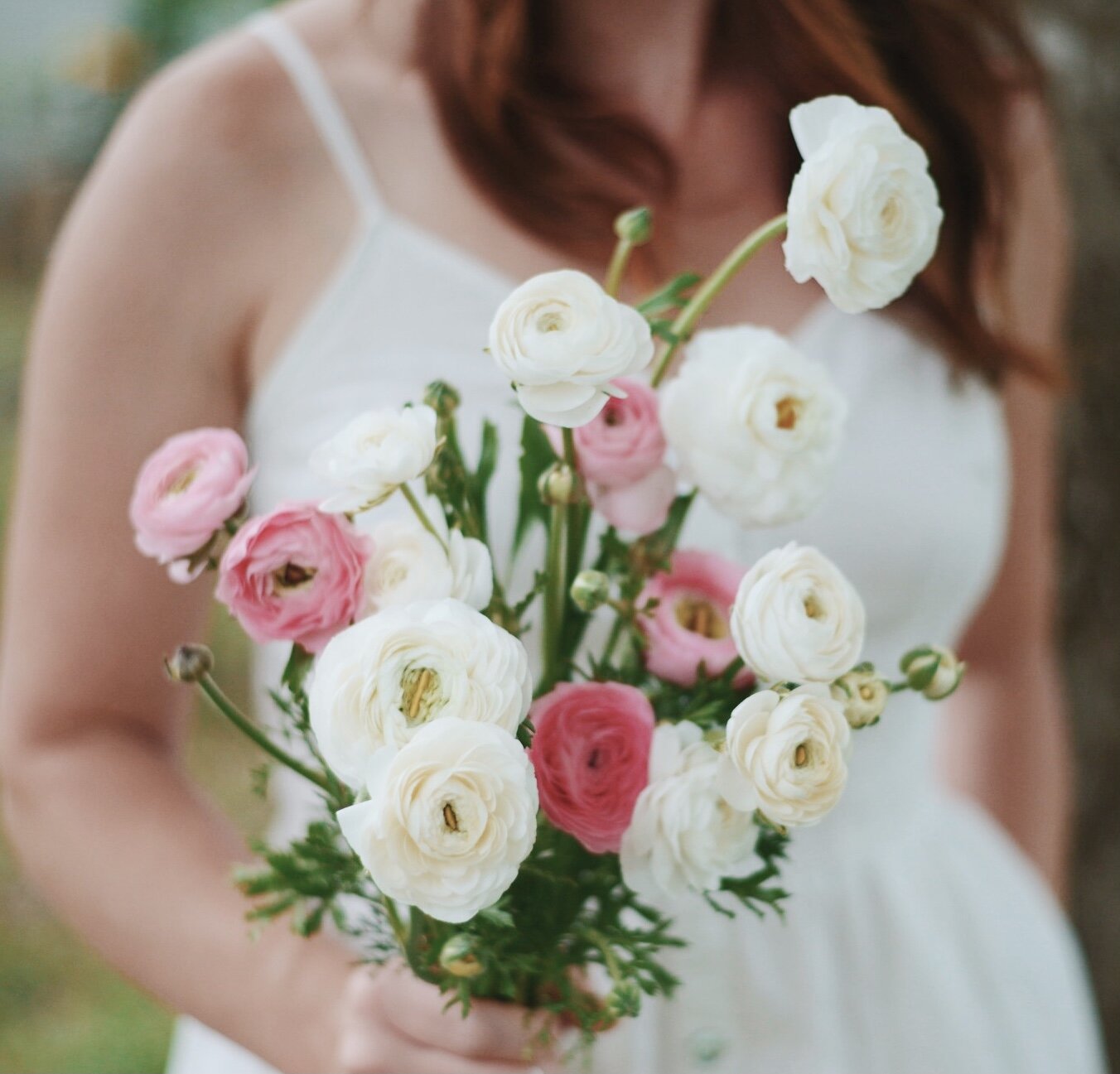 Our White and Barby Ranunculus
