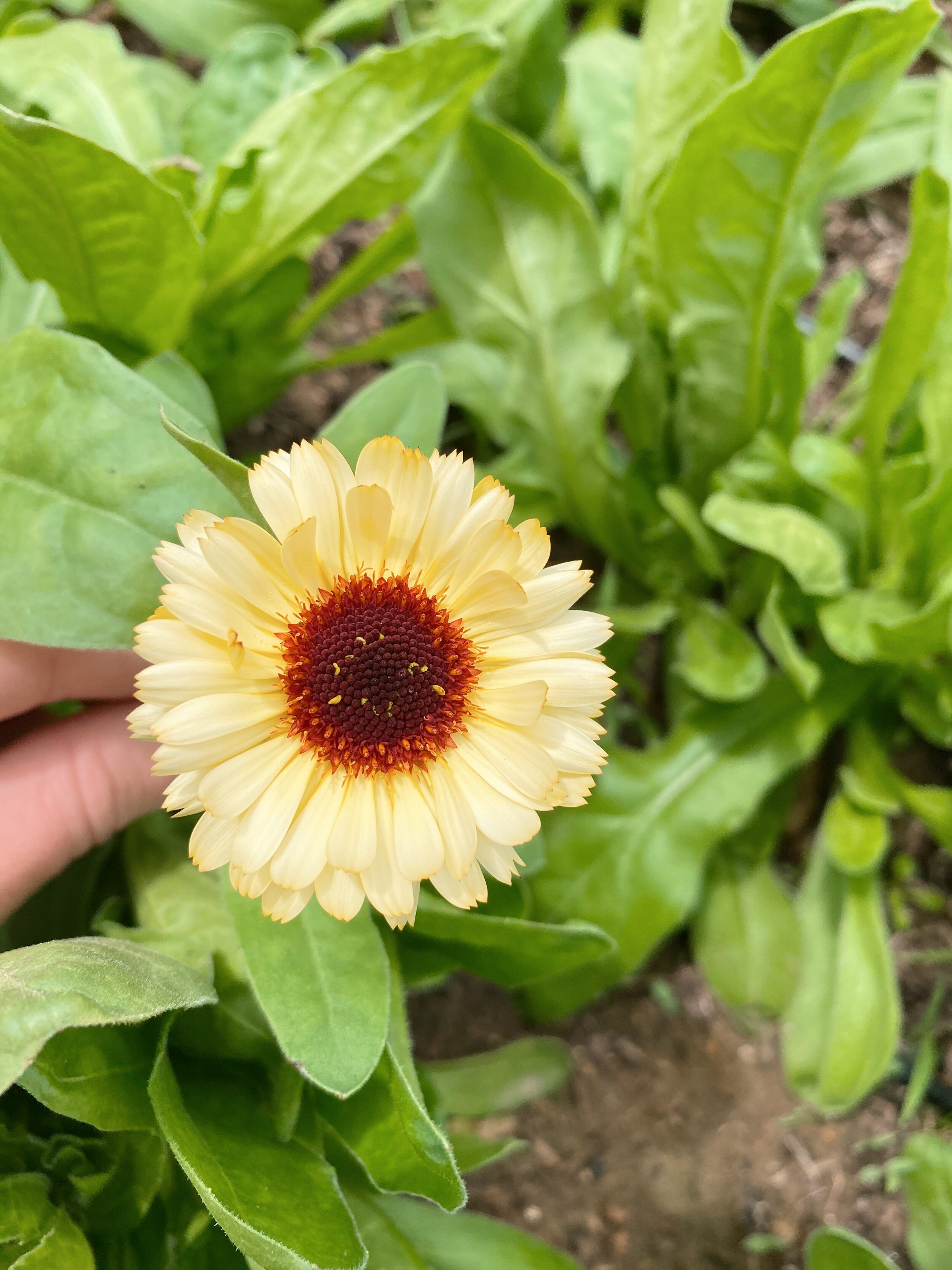 Ivory Princess Calendula