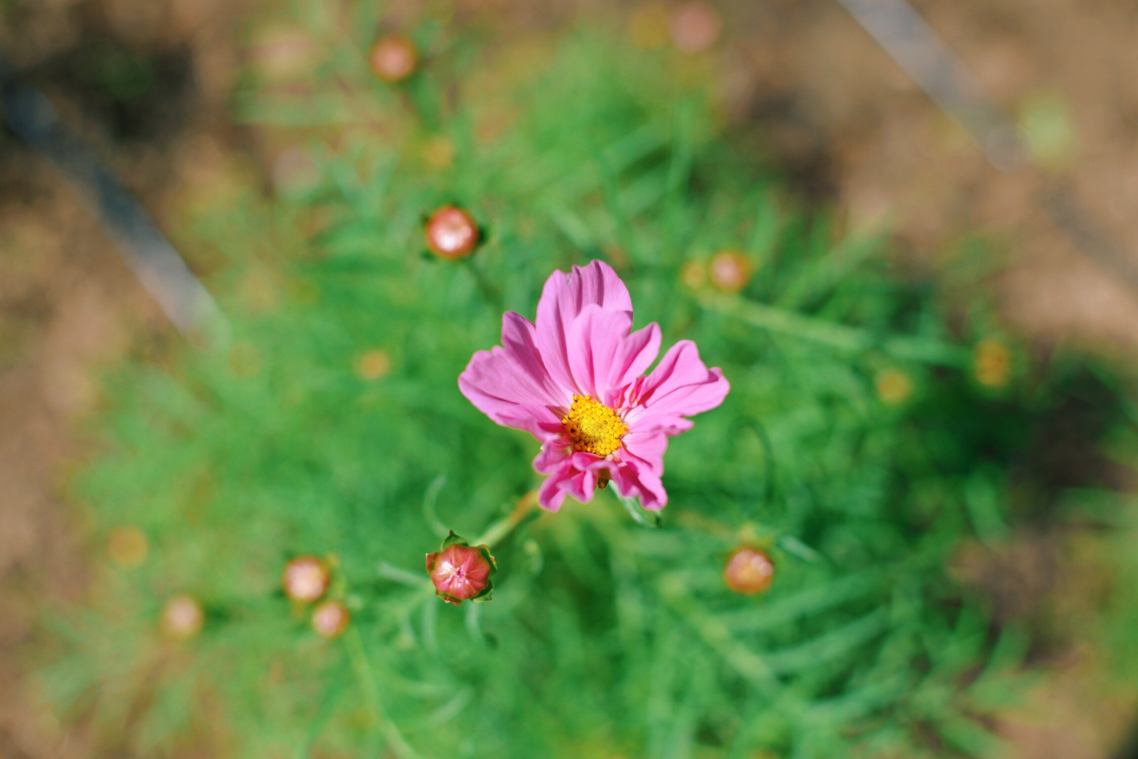 Pink Cosmos