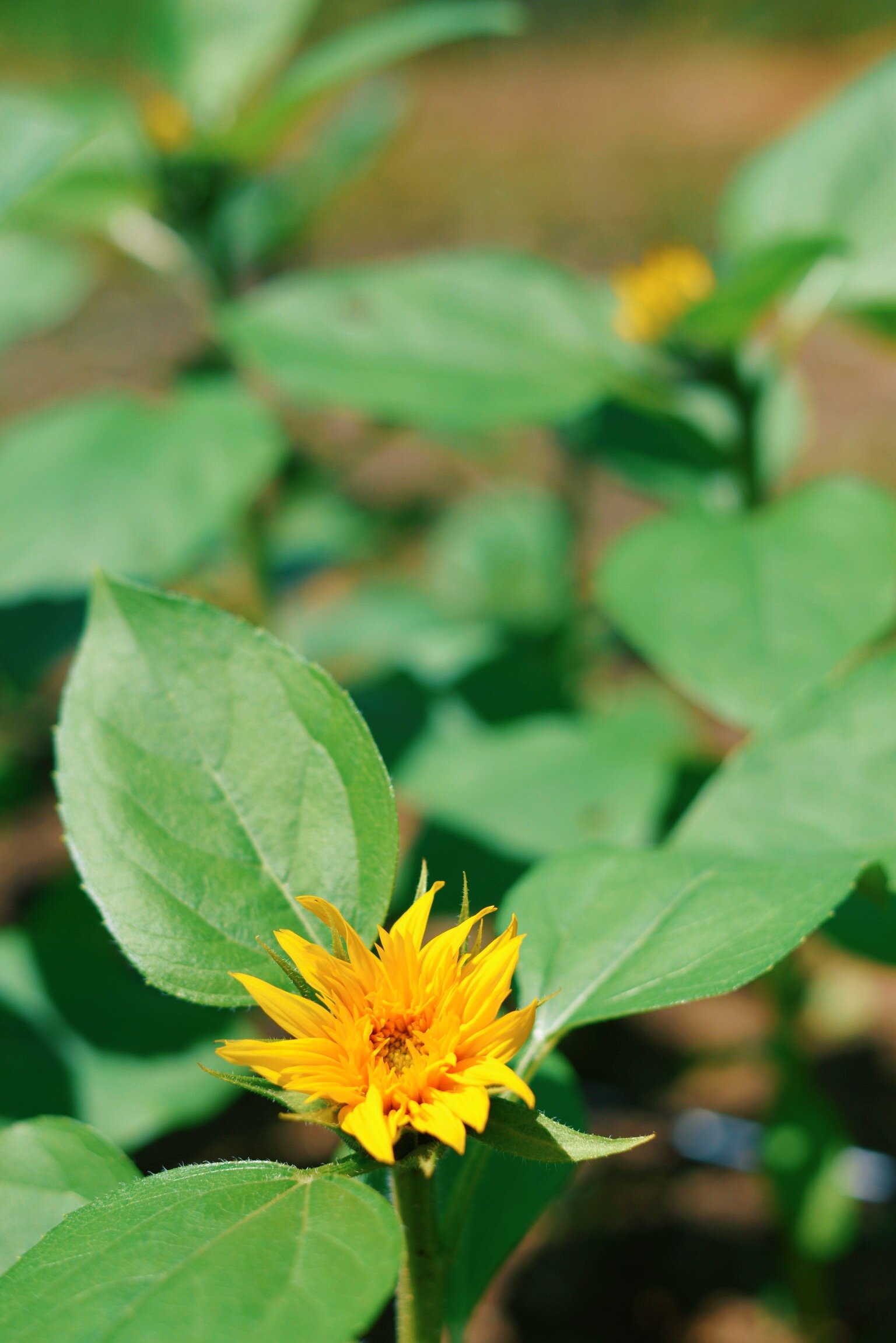 Super Ted Hybrid Sunflower starting to open