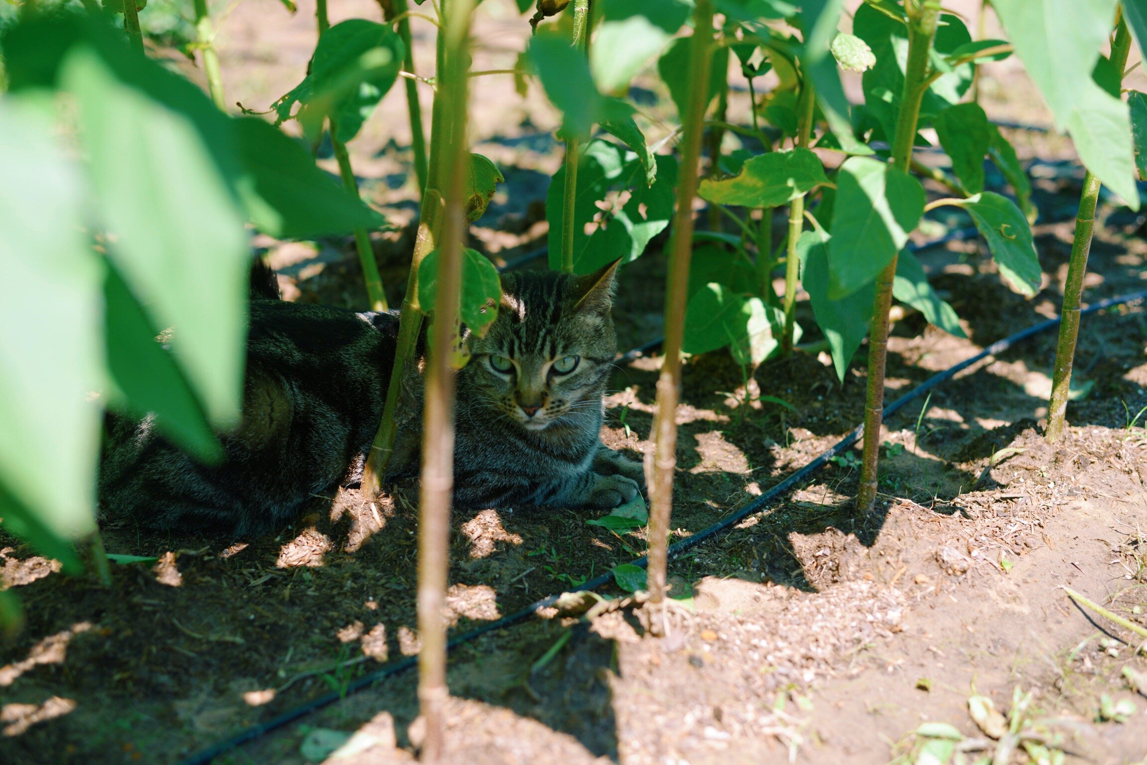 Kitty in the sunflowers
