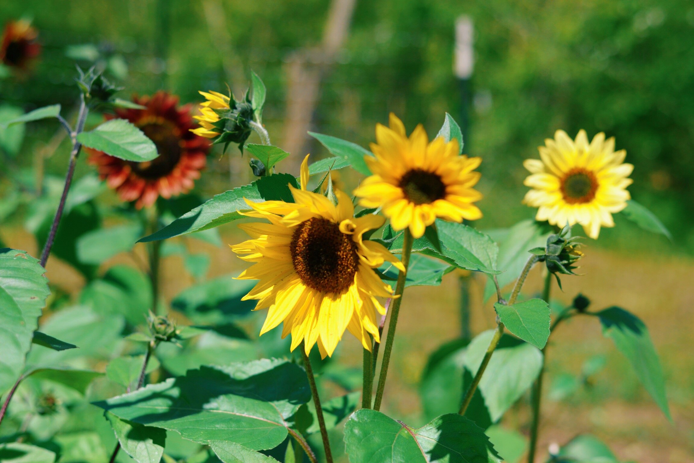 Autumn Beauty branching sunflowers