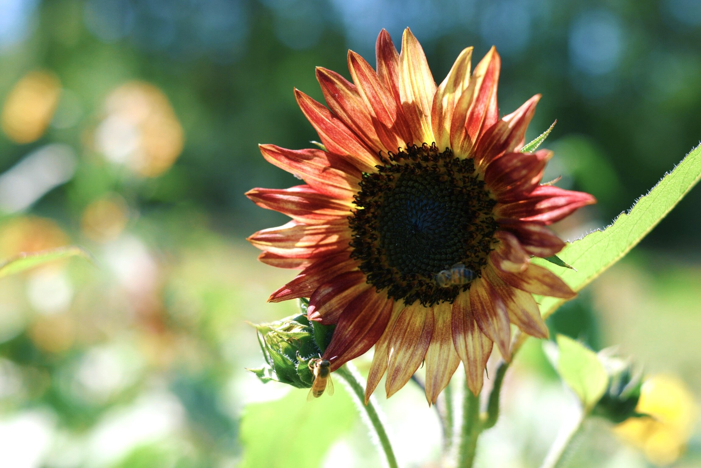 Autumn Beauty sunflower