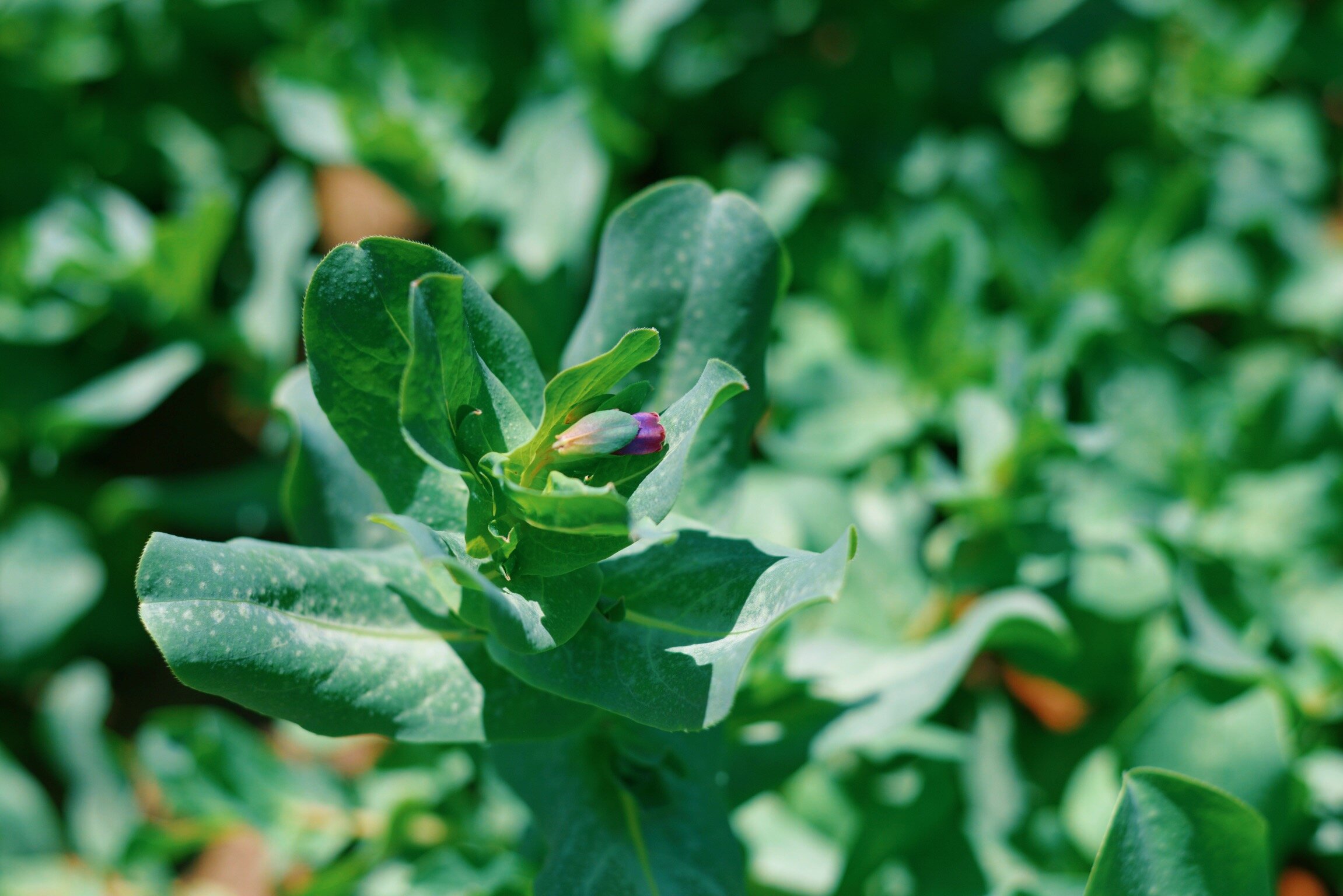 Honeywort starting to bloom