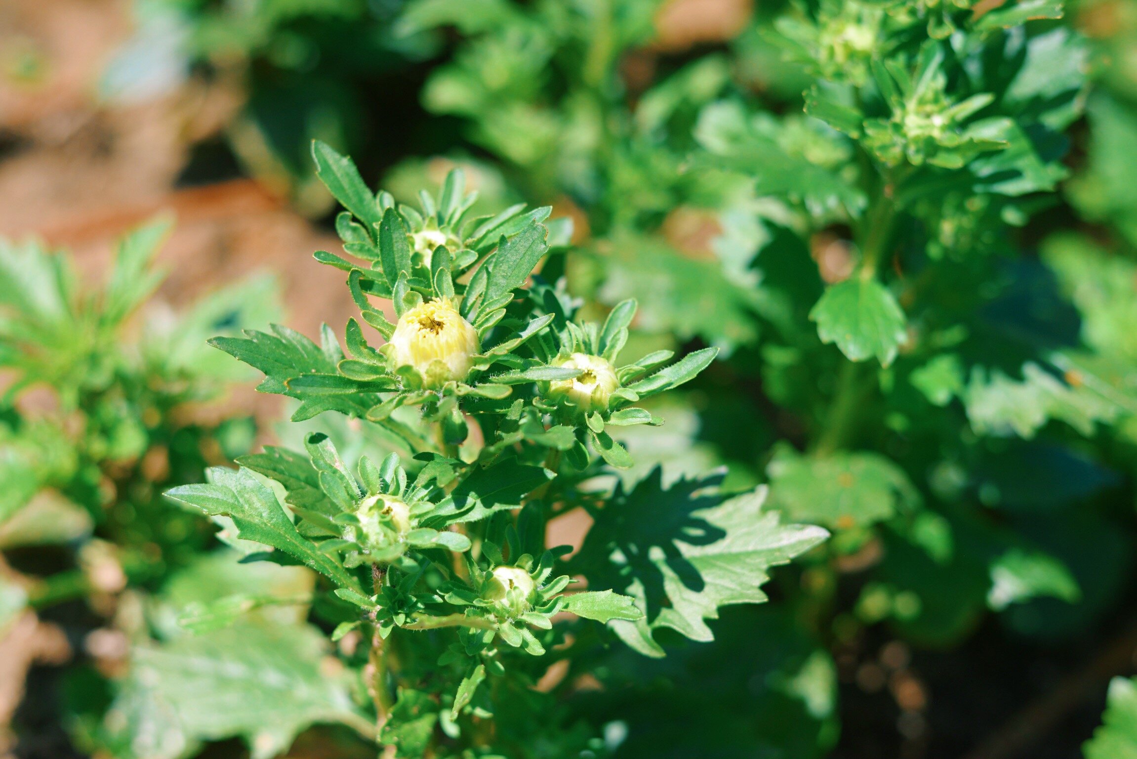 China Asters starting to bloom