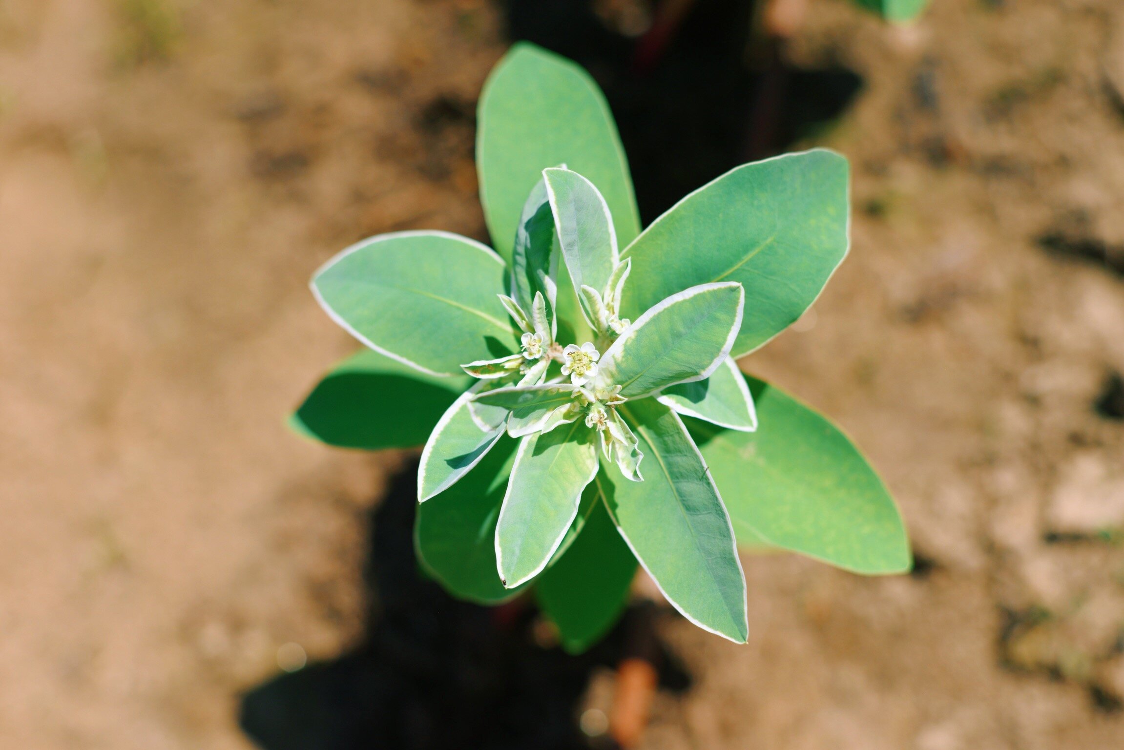 one of our experimental Euphorbia looking stunning