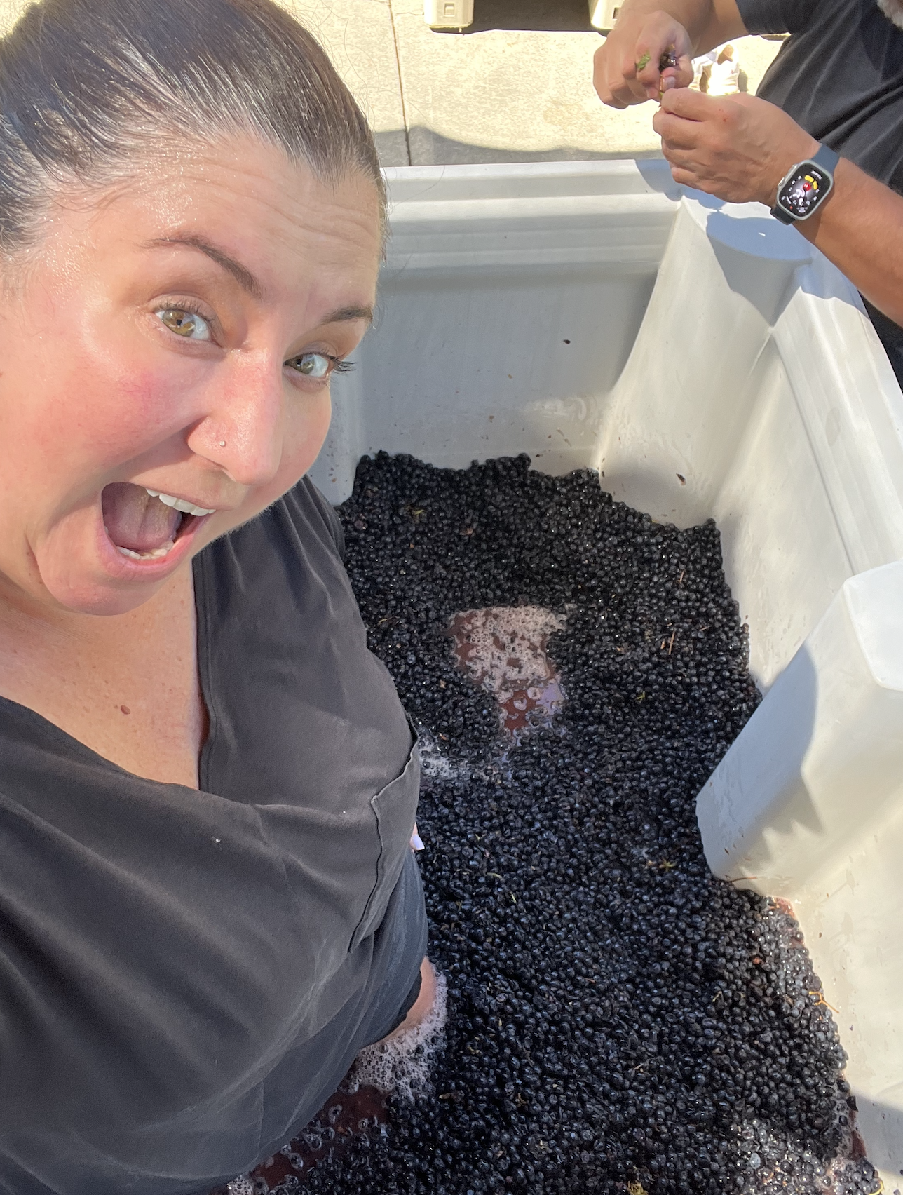 Knee Deep in Sangiovese: The Real Story of Harvest (Encore Episode) 