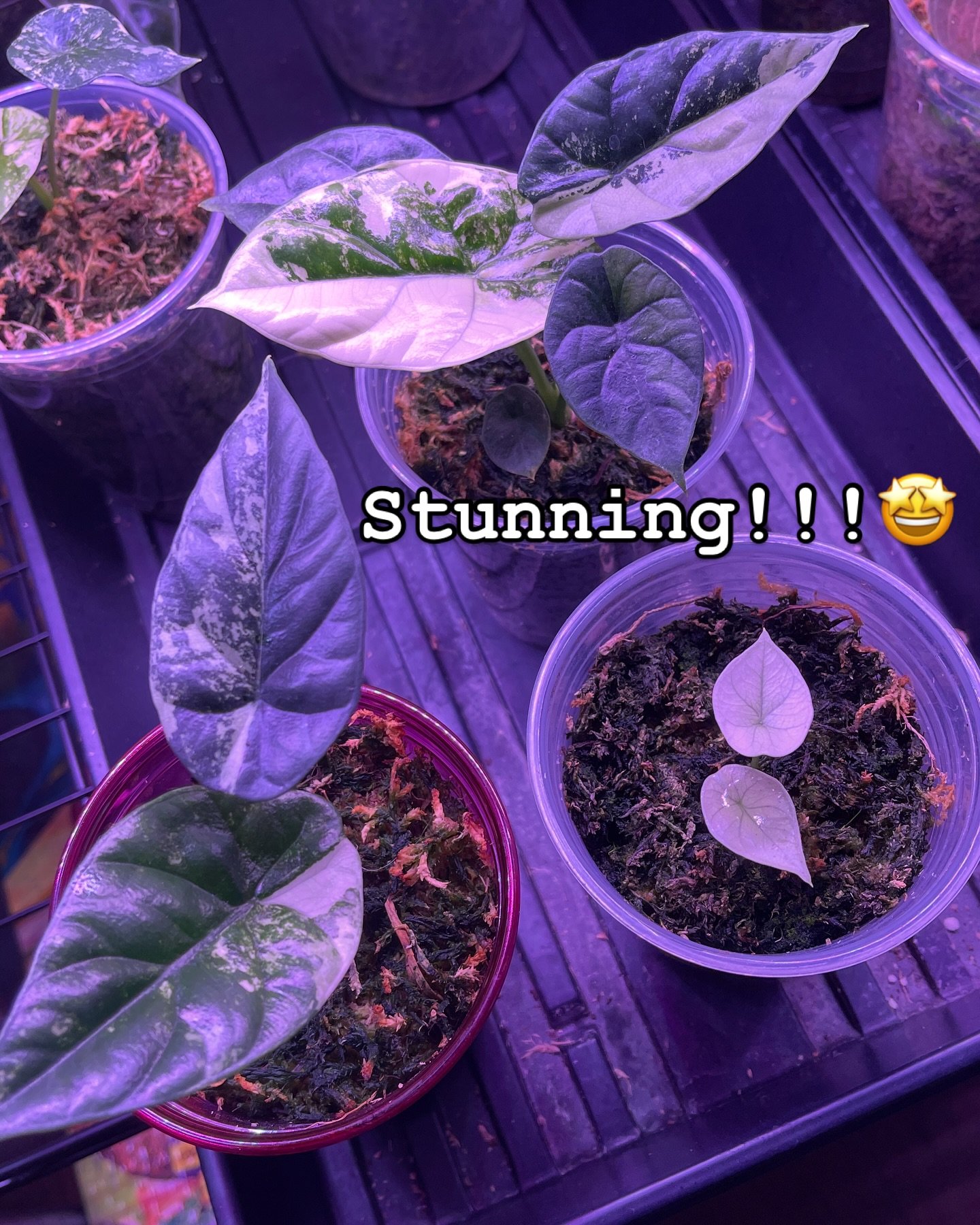 These babies from my Sinuata Albo from @solarmonstera24 are absolutely gorgeous 😍