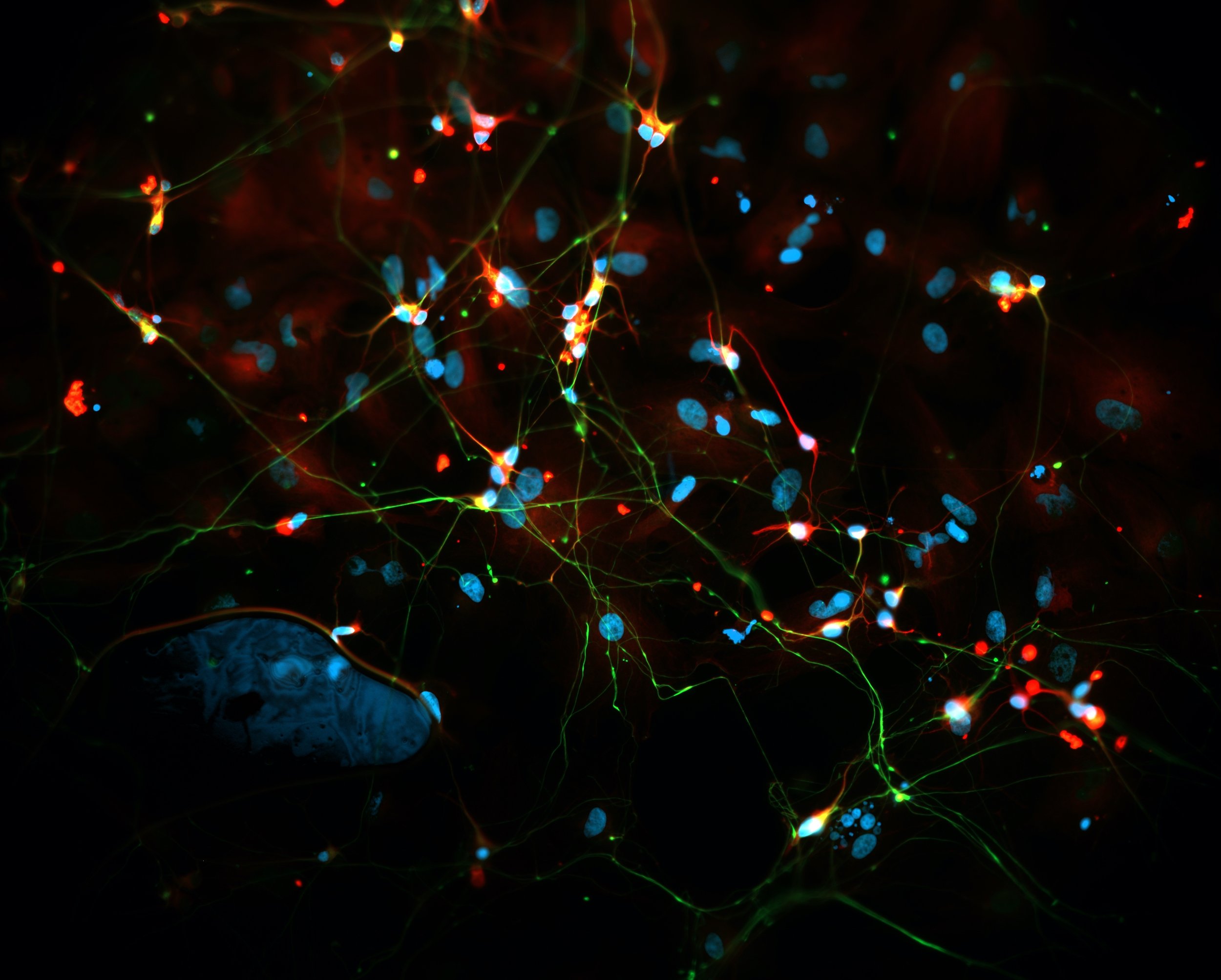 Nerve and Glia (JGuthrie).jpg