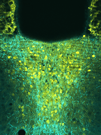 Publication: Agosto Lab 