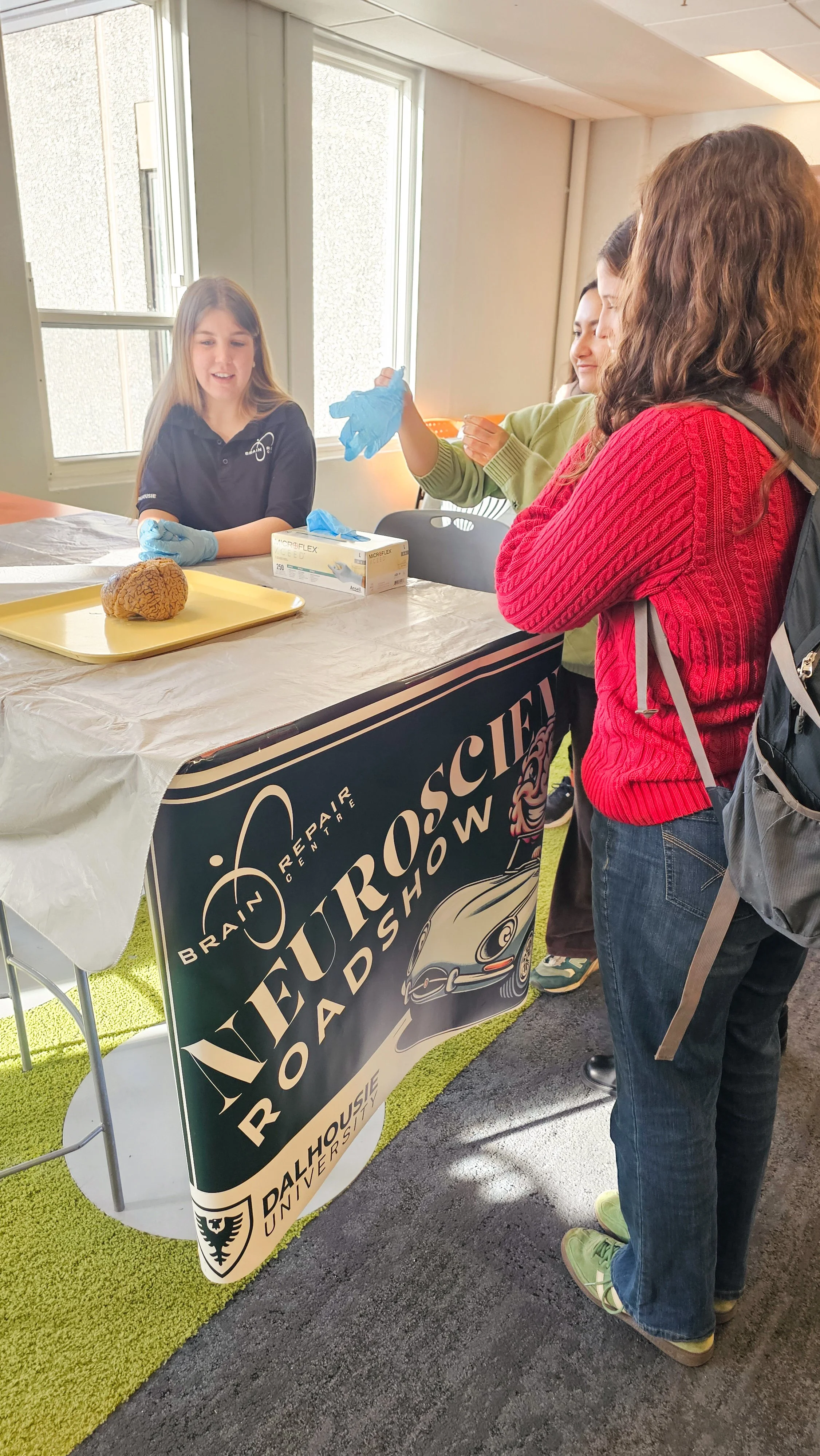 Park View / Dolphin Brain demo