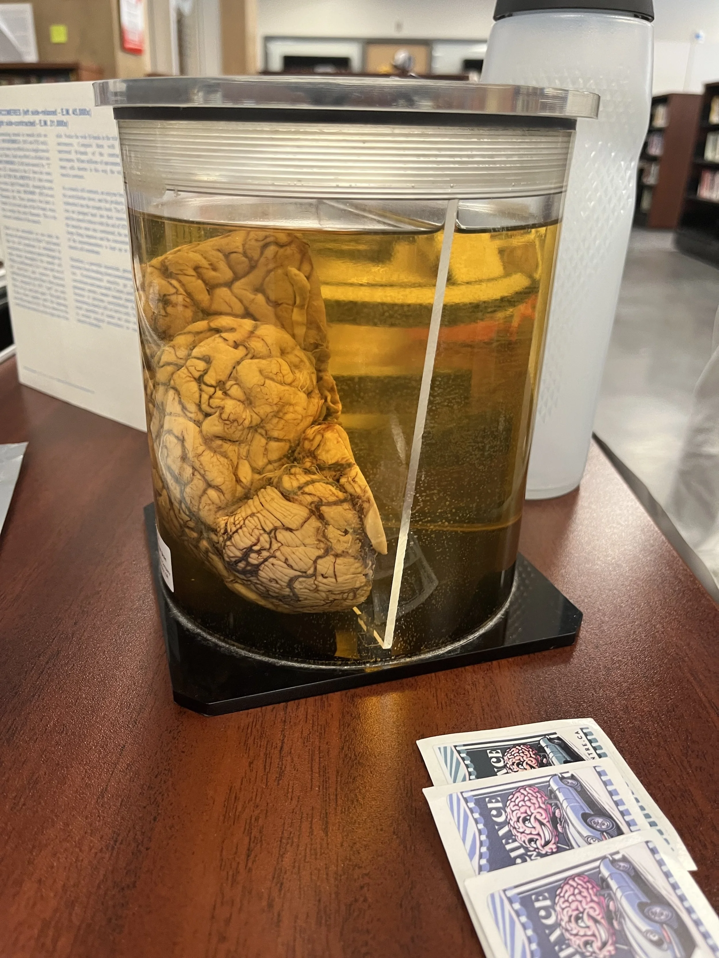 YCMH (Yarmouth) Brain Fair  