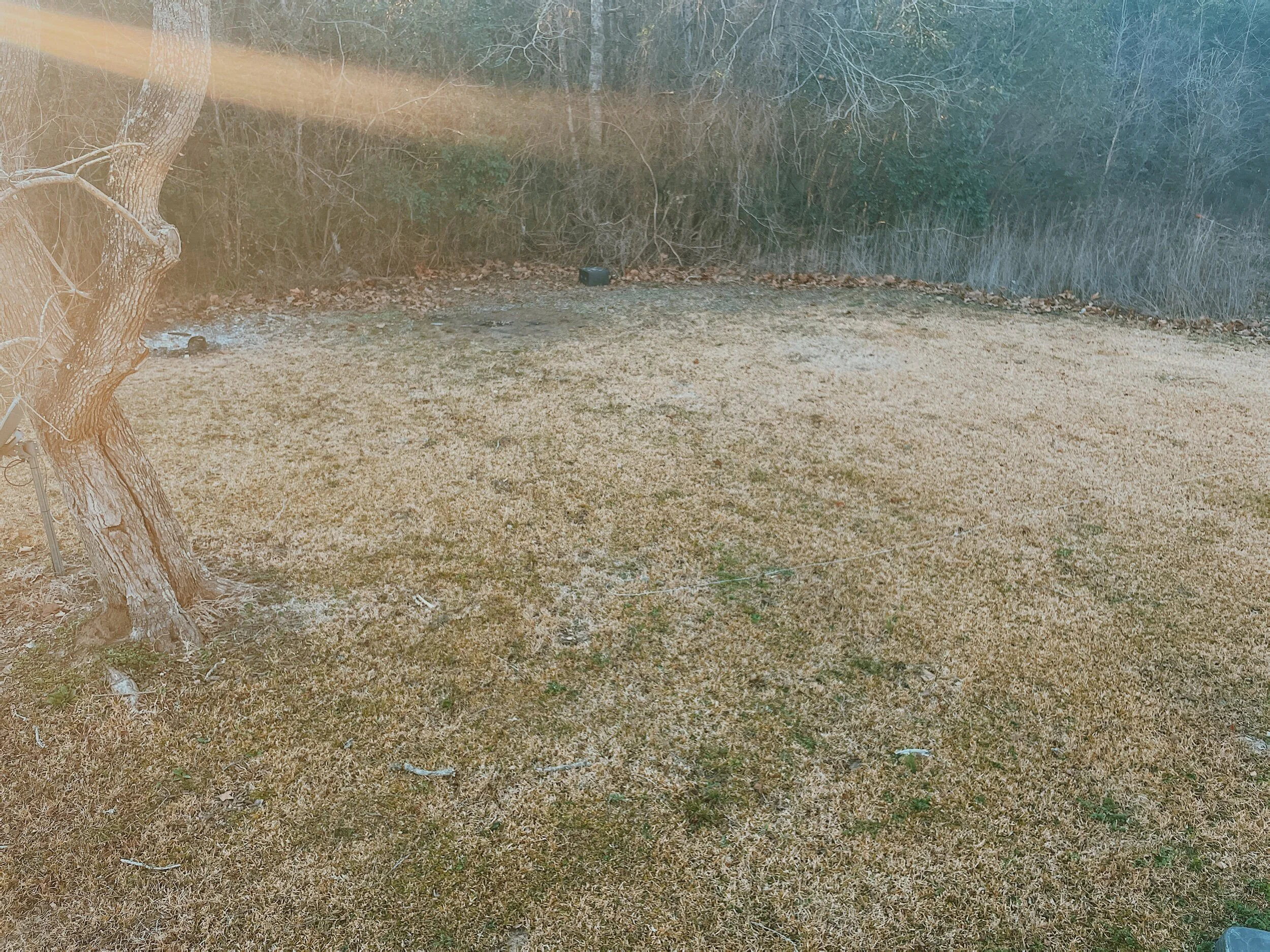 Backyard with in ground stake leash