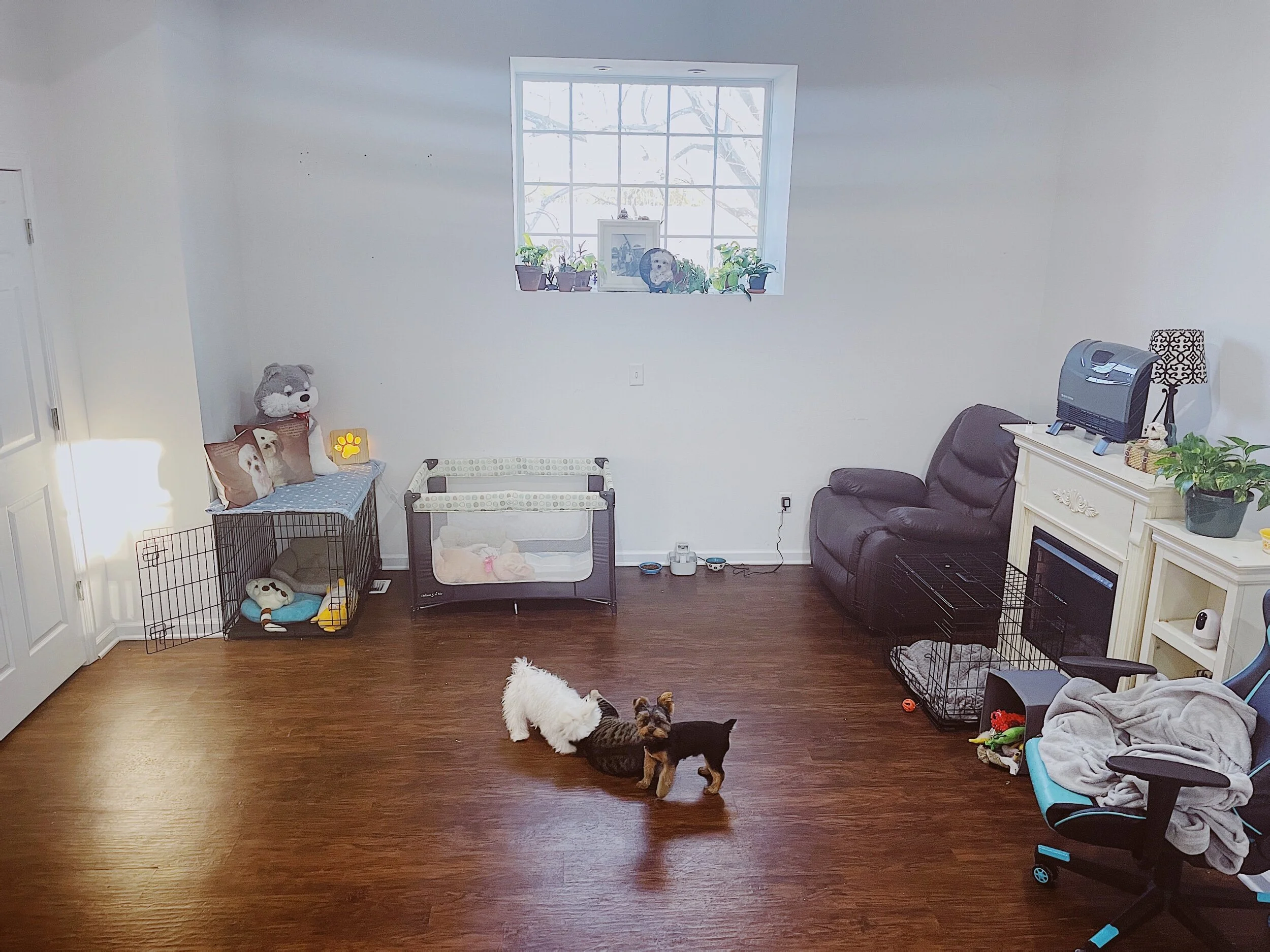 Adult dog sleeping/living area