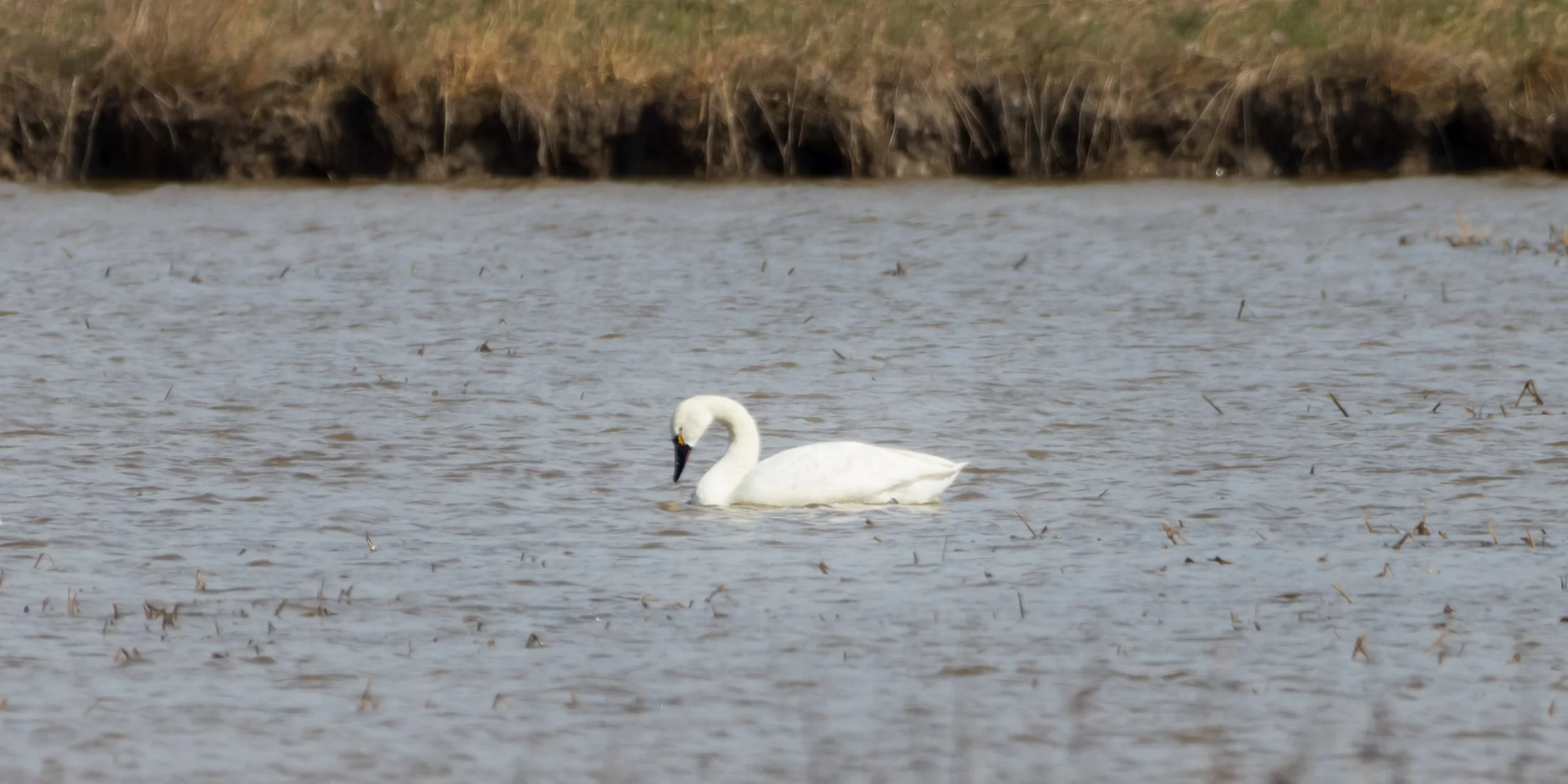 #42 - Tundra Swan | Blackwater National Wildlife Refuge, Cambridge, Maryland