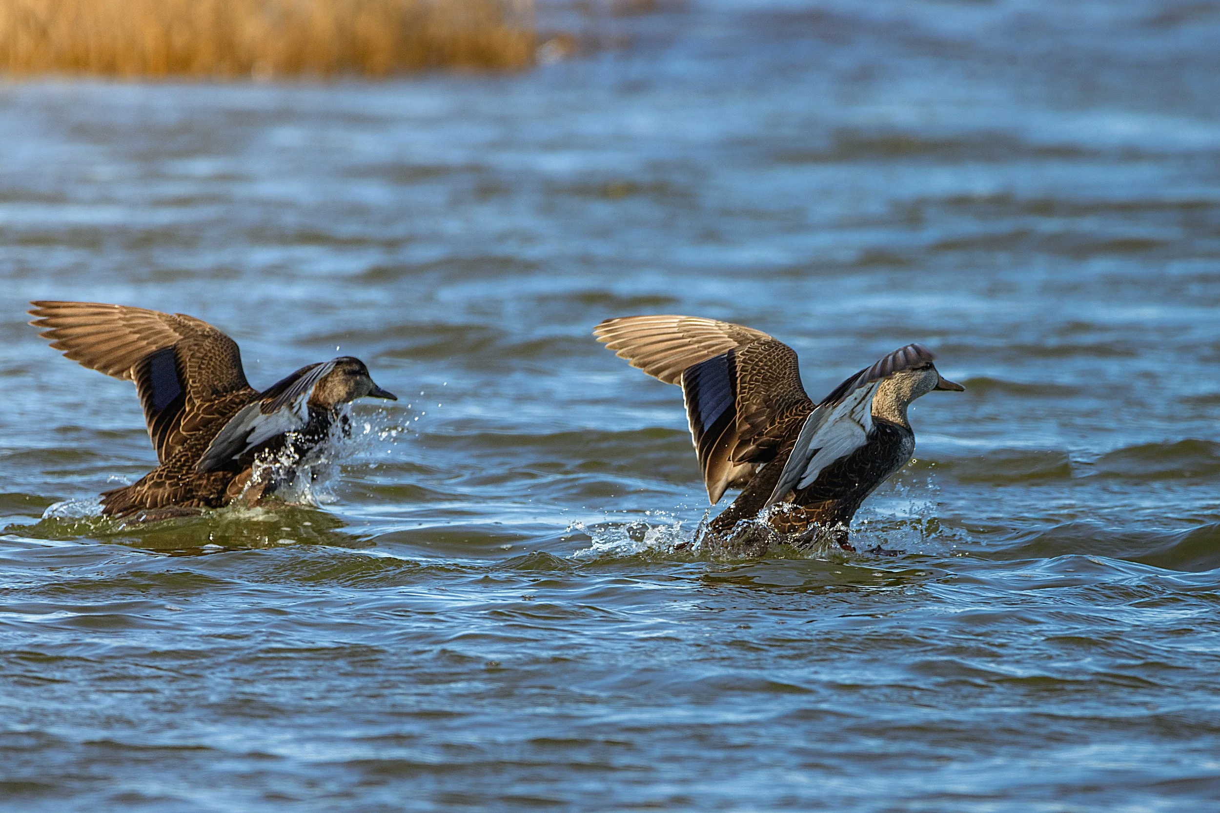 Number 13: American Black Duck | Assateague Island, Maryland