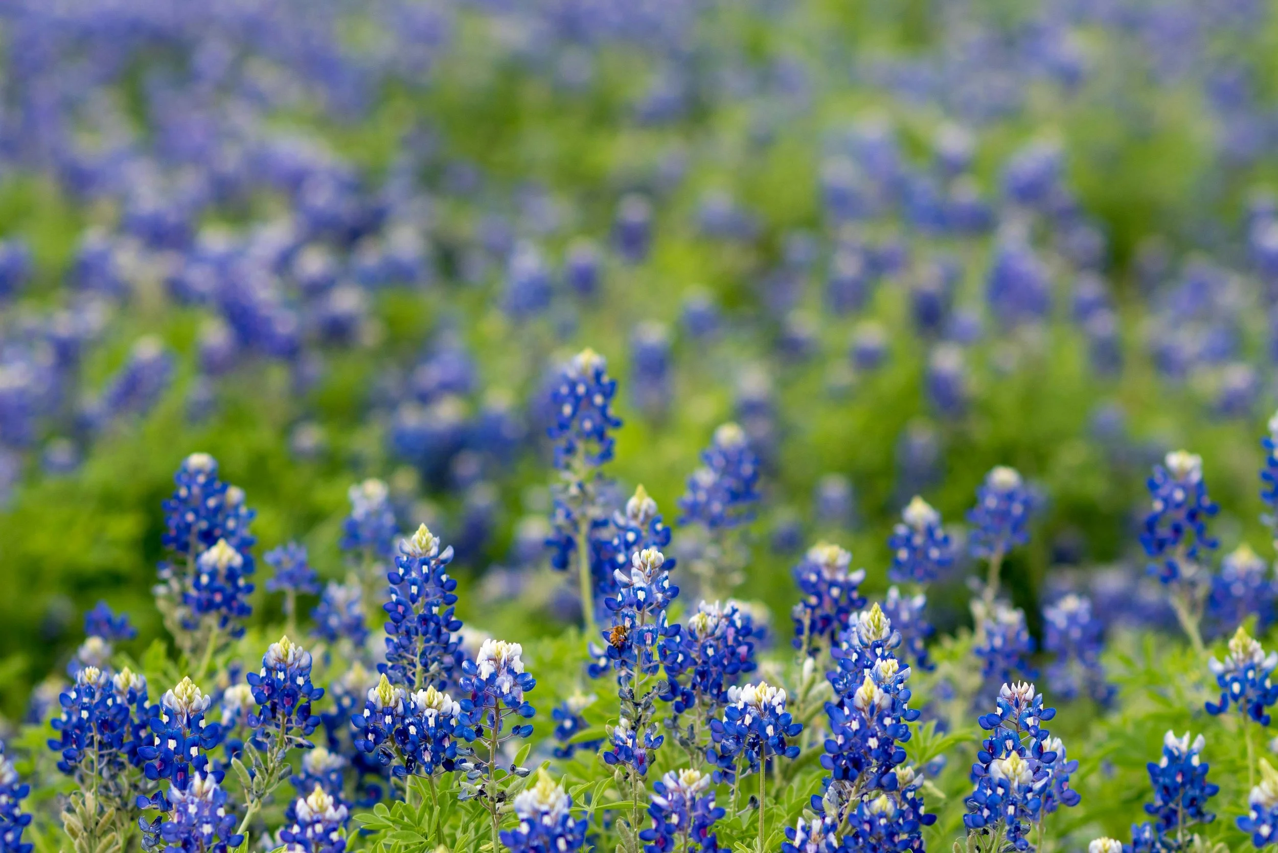 The Best Bluebonnet Spots in Central Texas for Photos (And What You Need to Know Before You Go)