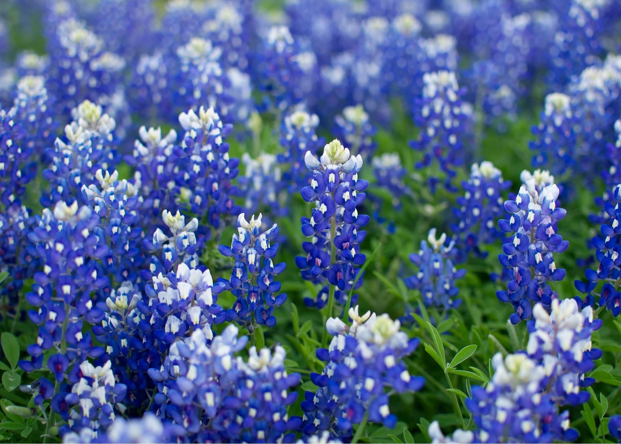 The Best Bluebonnet Spots in Central Texas for Photos (And What You Need to Know Before You Go)