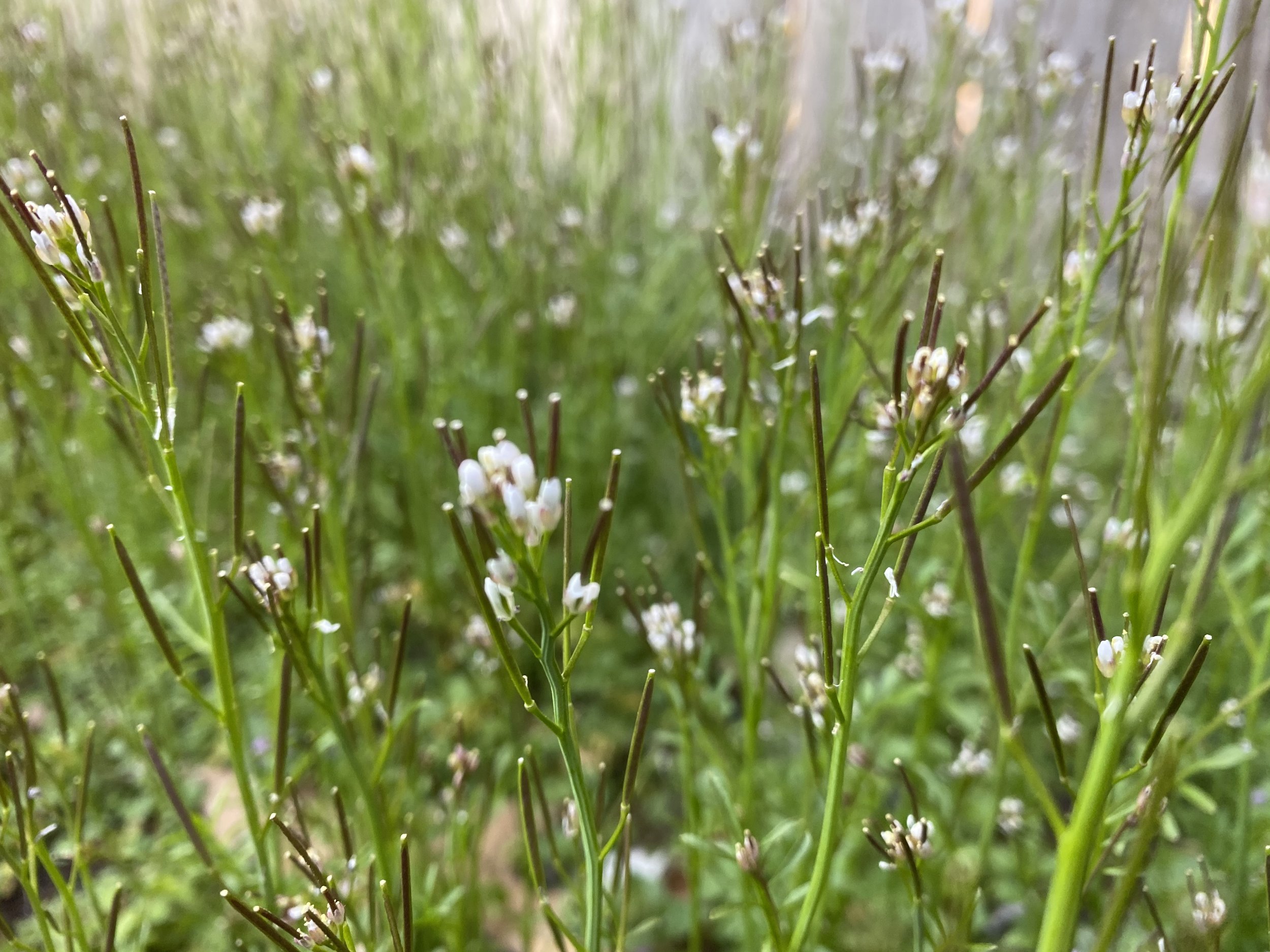 episode 001: Mimosa and Bittercress