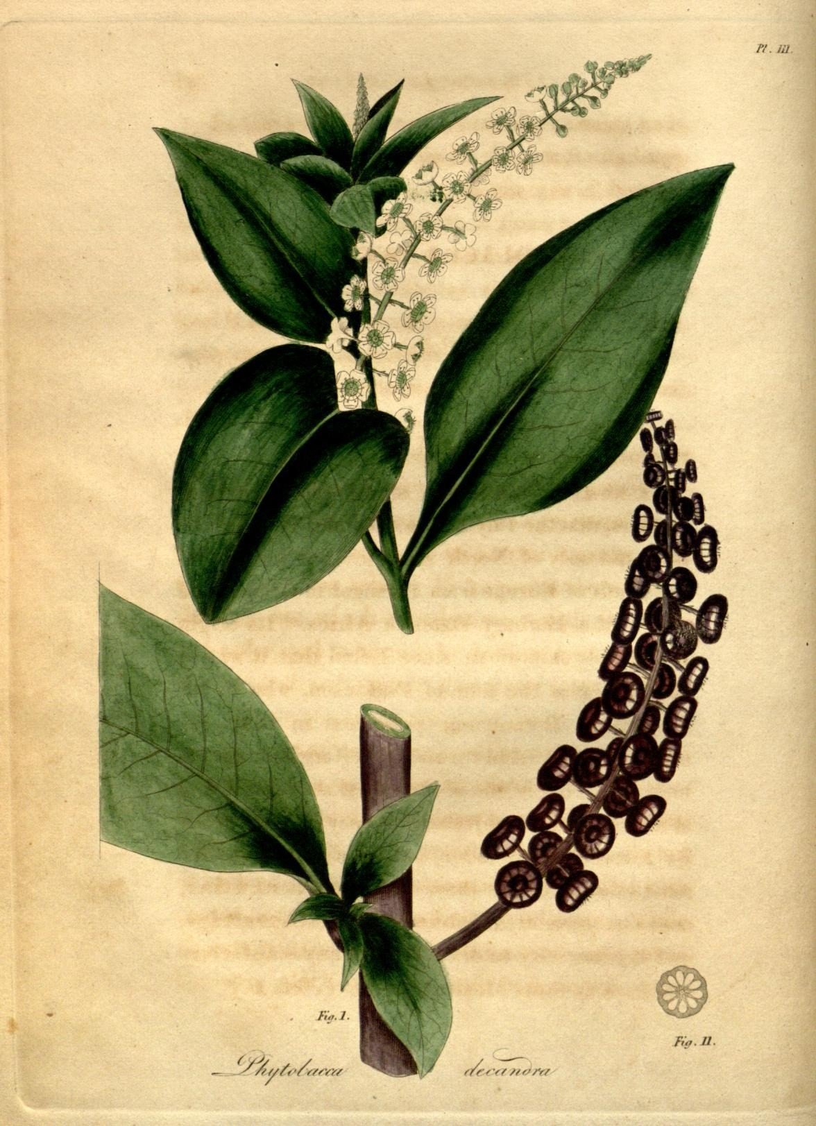 episode 007: Arugula and Pokeweed