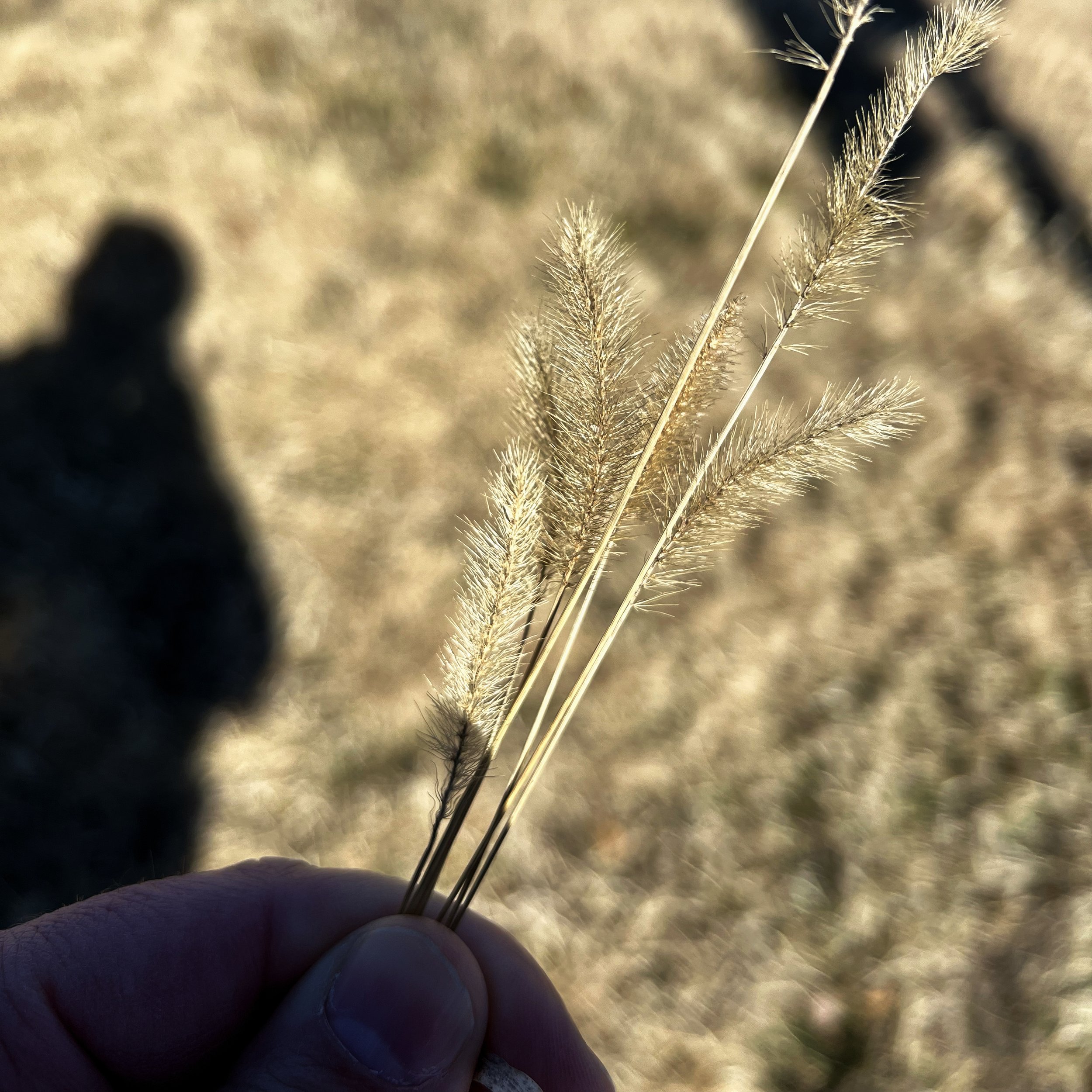 episode 010: Foxtail and Thyme