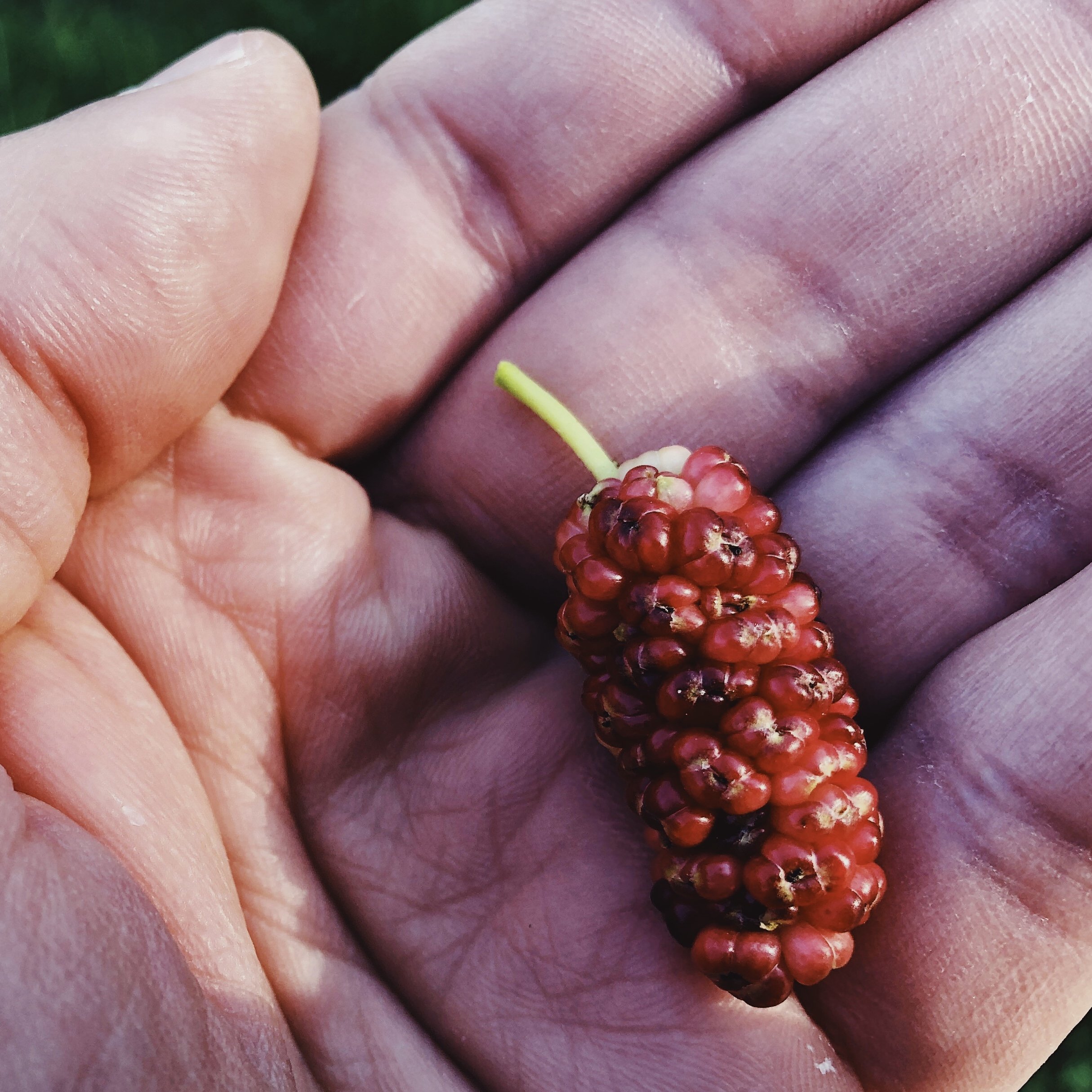 episode 012: Mulberry!