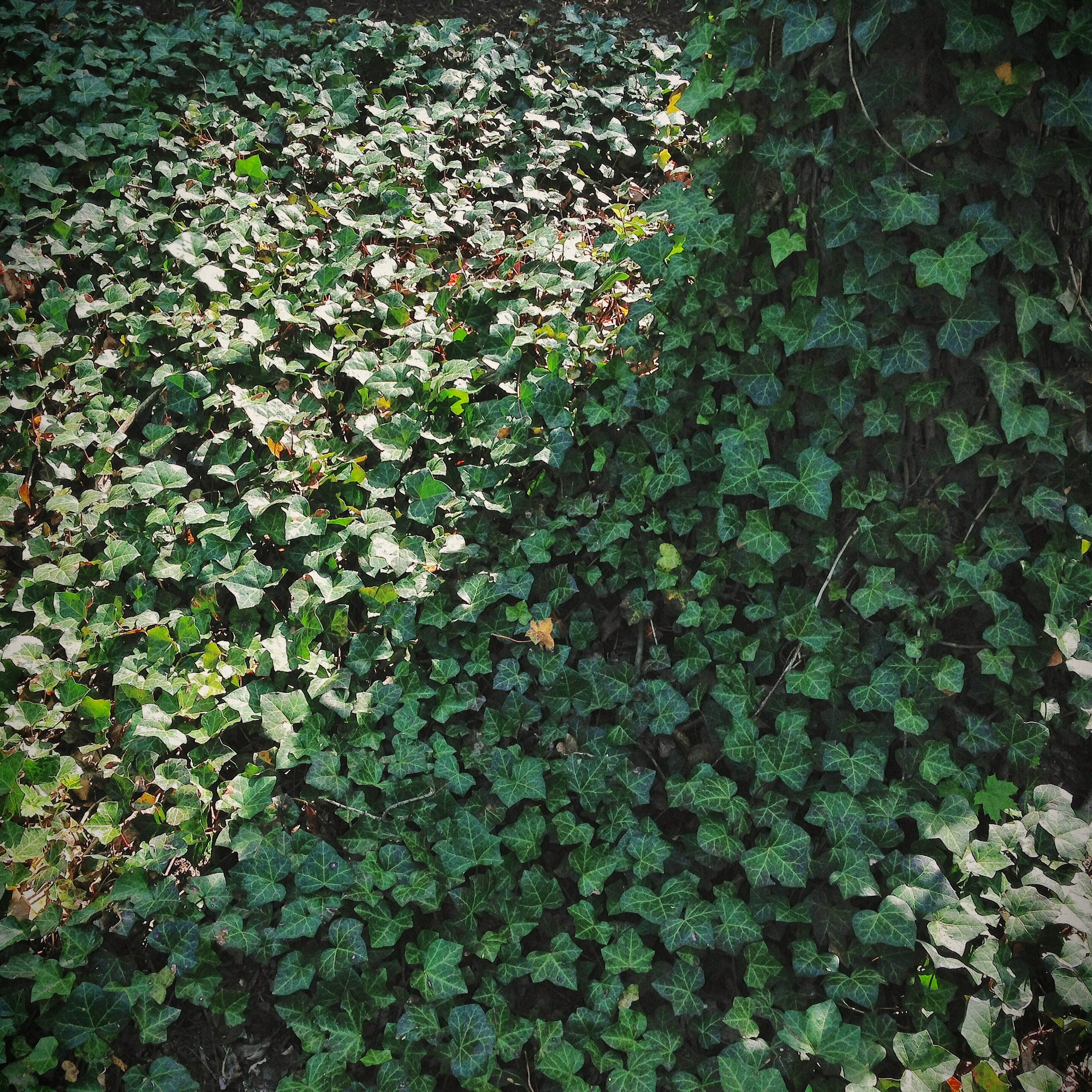 episode 016: Monstera Deliciosa and English Ivy
