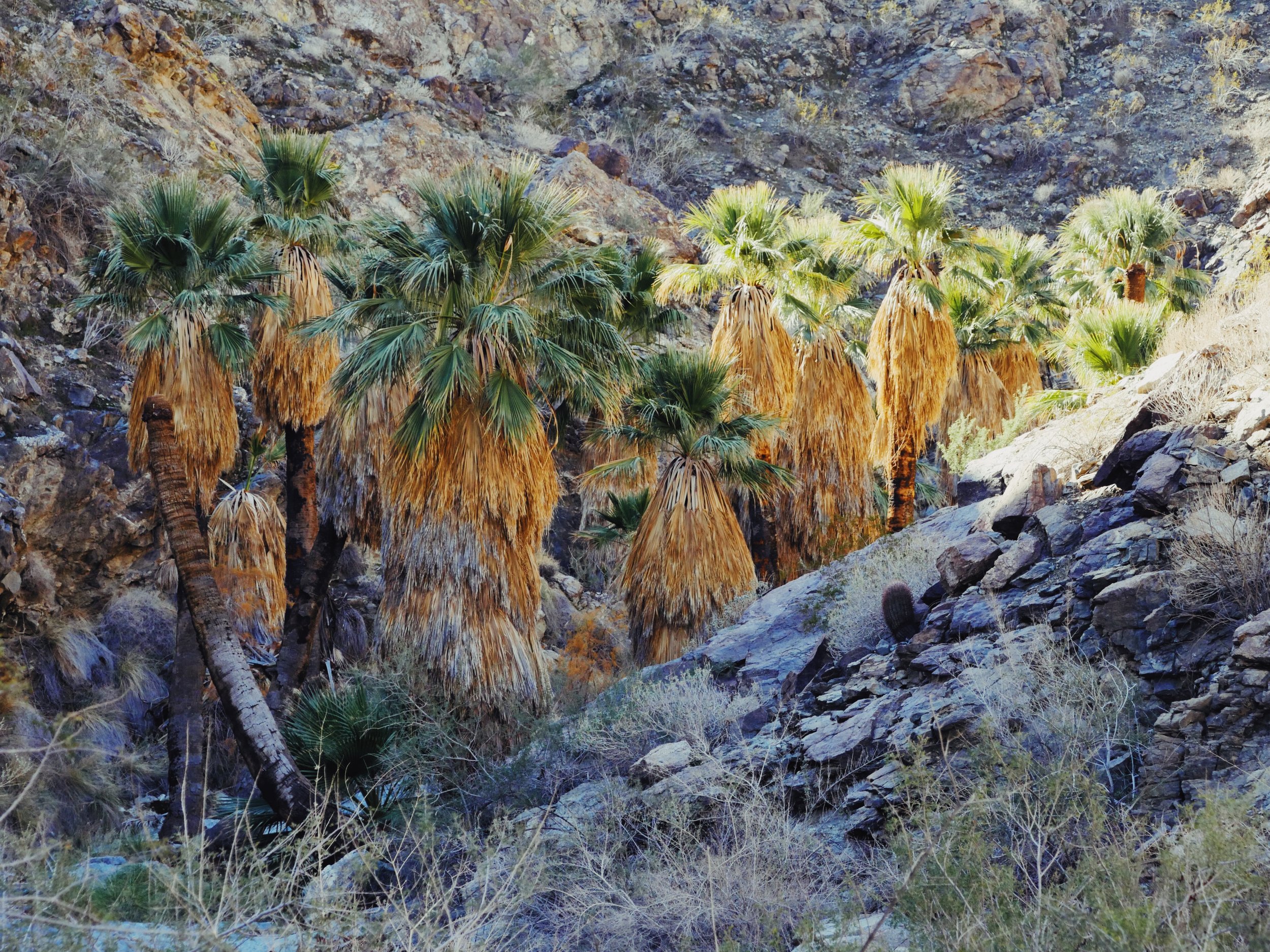 episode 017: Rhubarb and California Fan Palm