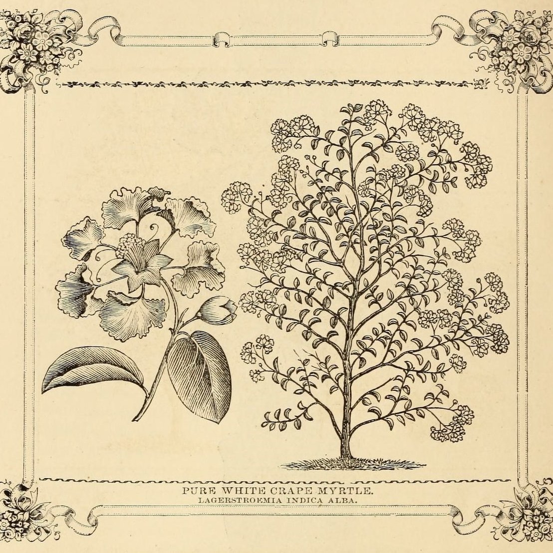 episode 018: Crape Myrtle and Goosefoot