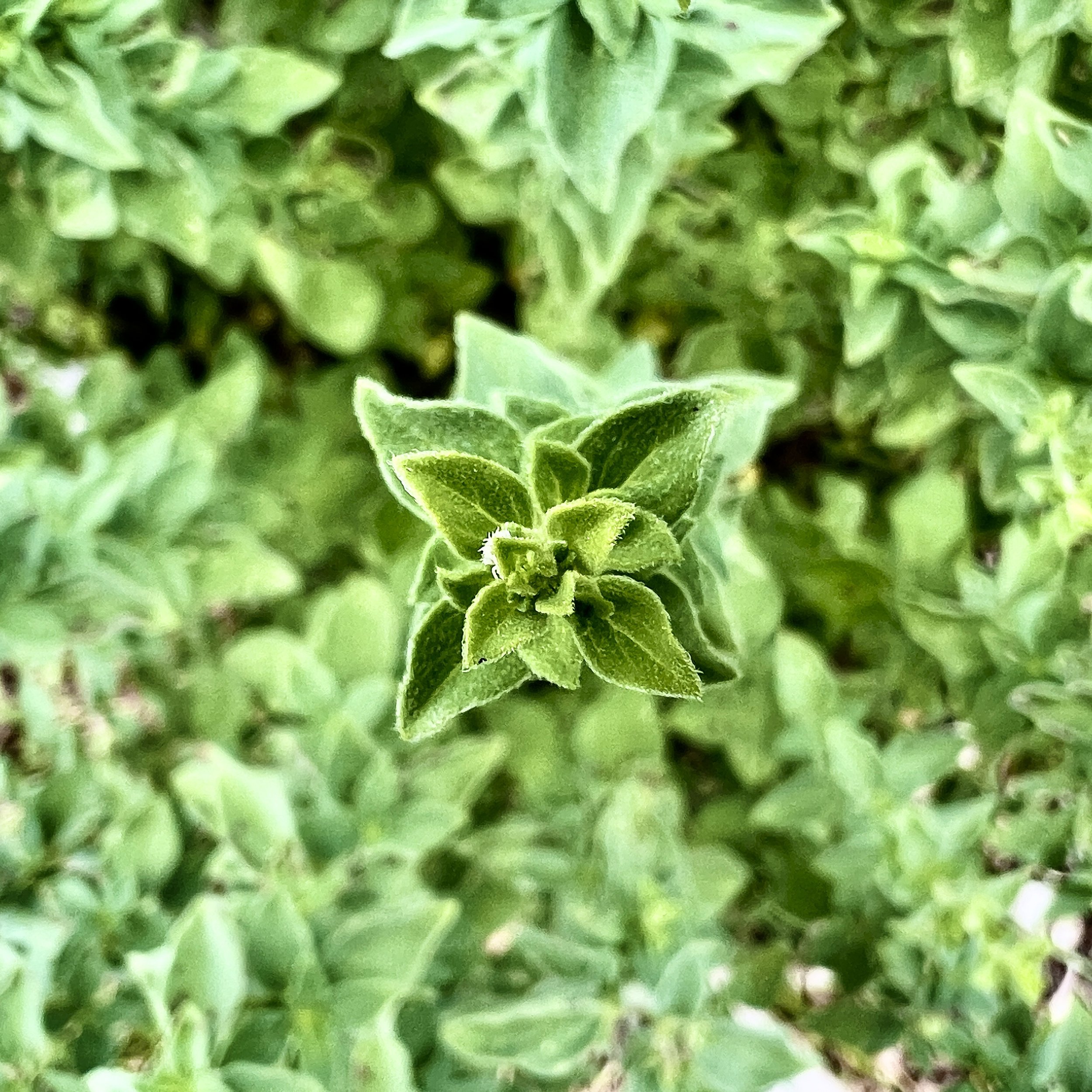 episode 024: Plantago and Oregano