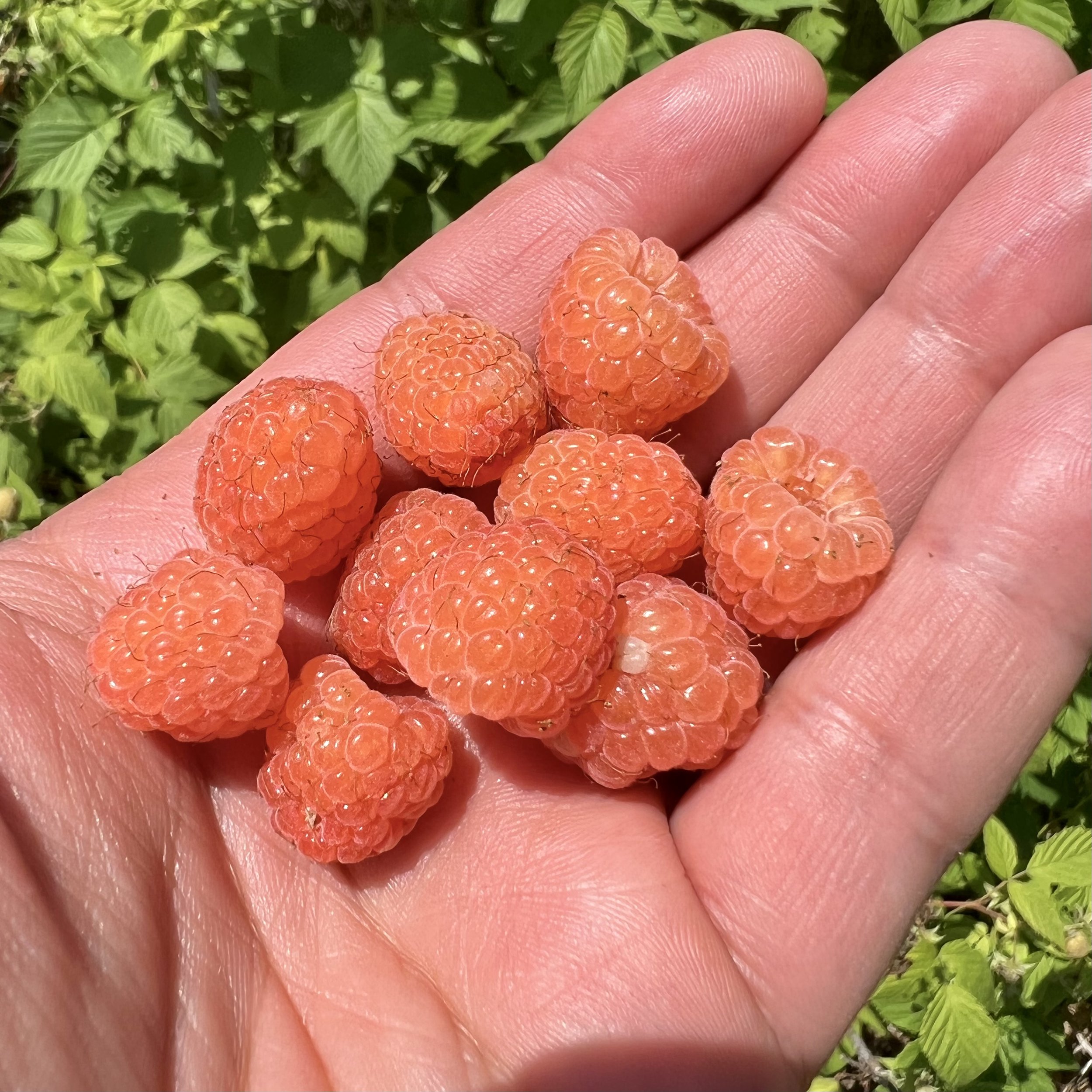 episode 027: Arnica and Raspberry