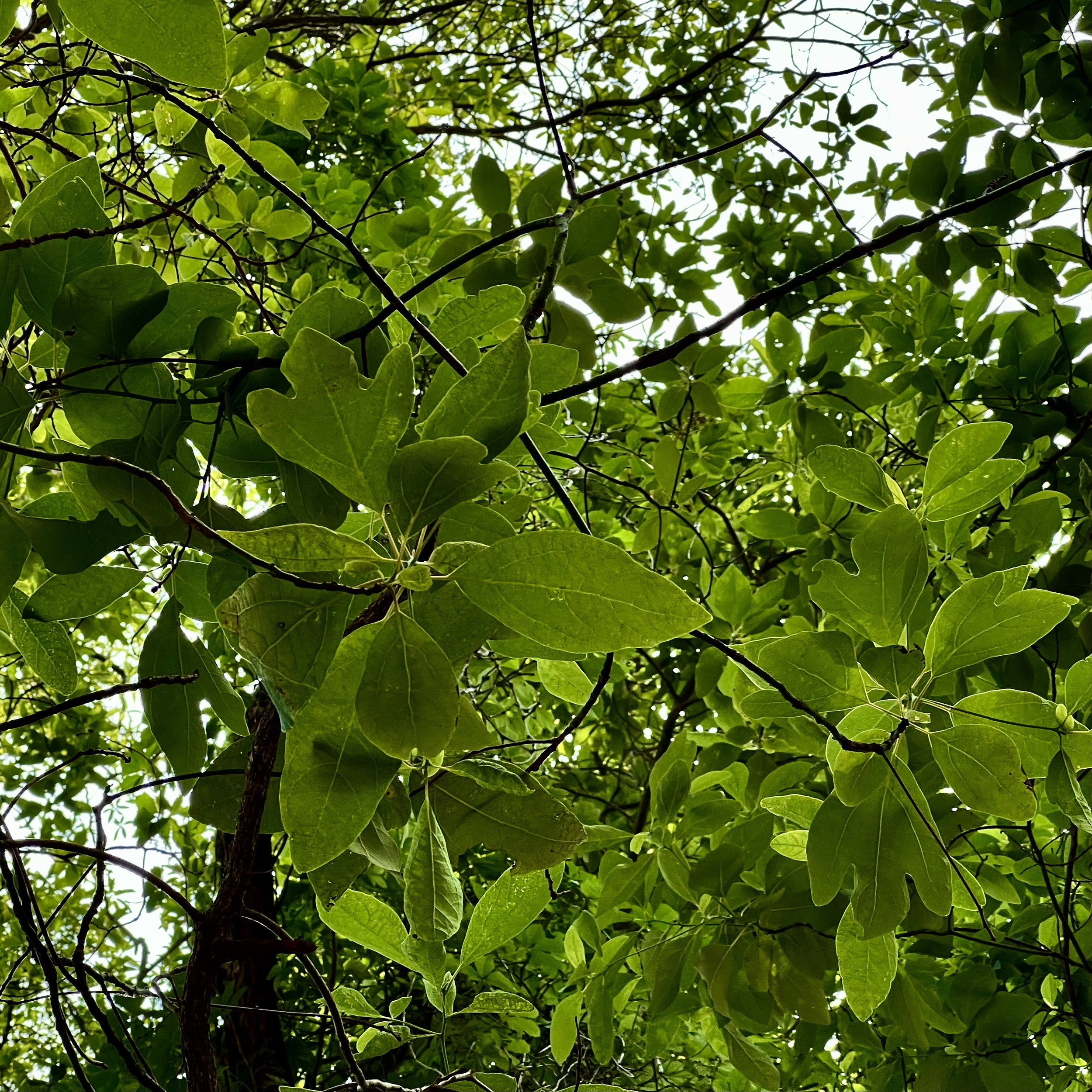episode 028: Sassafras!
