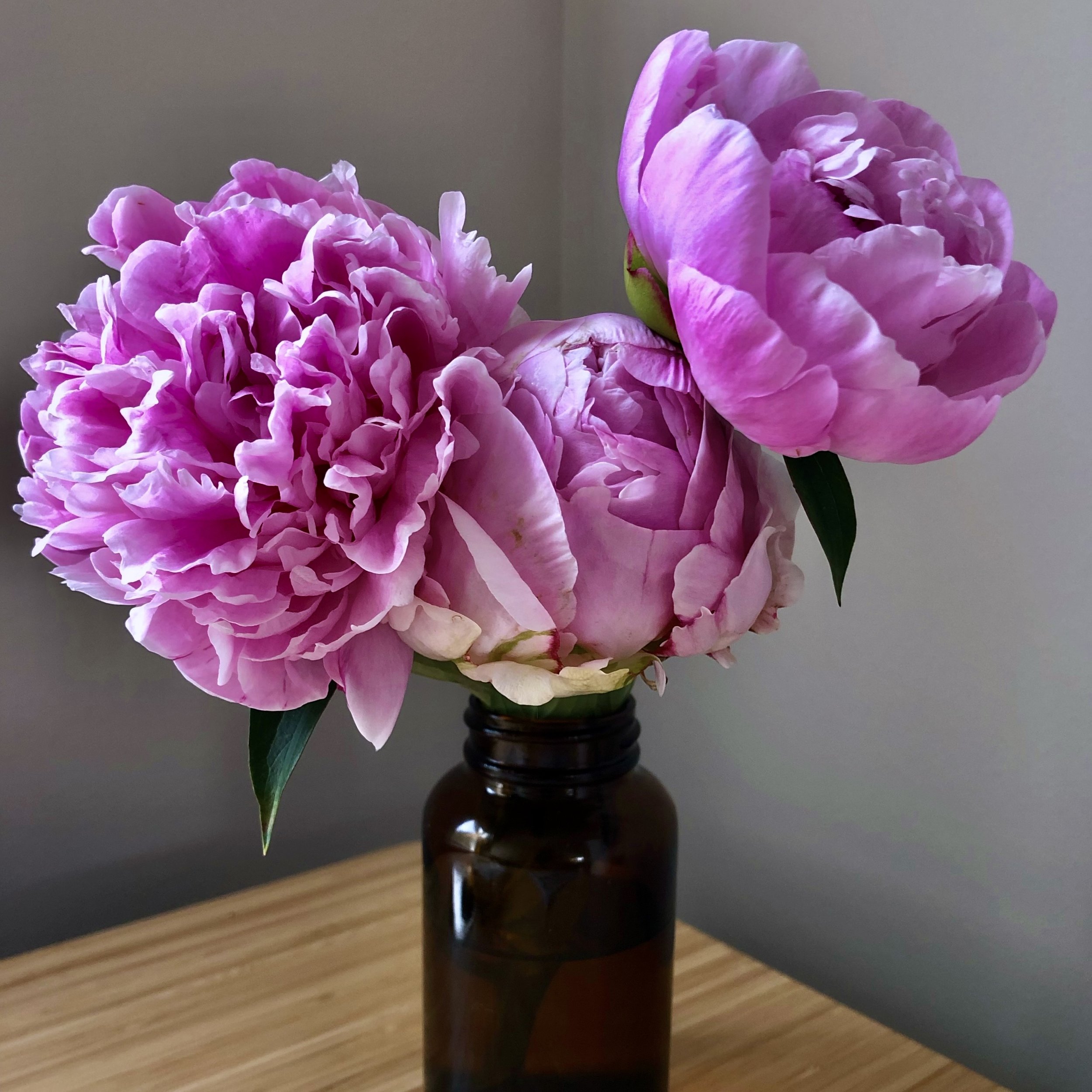 episode 029: Gardenia and Peony